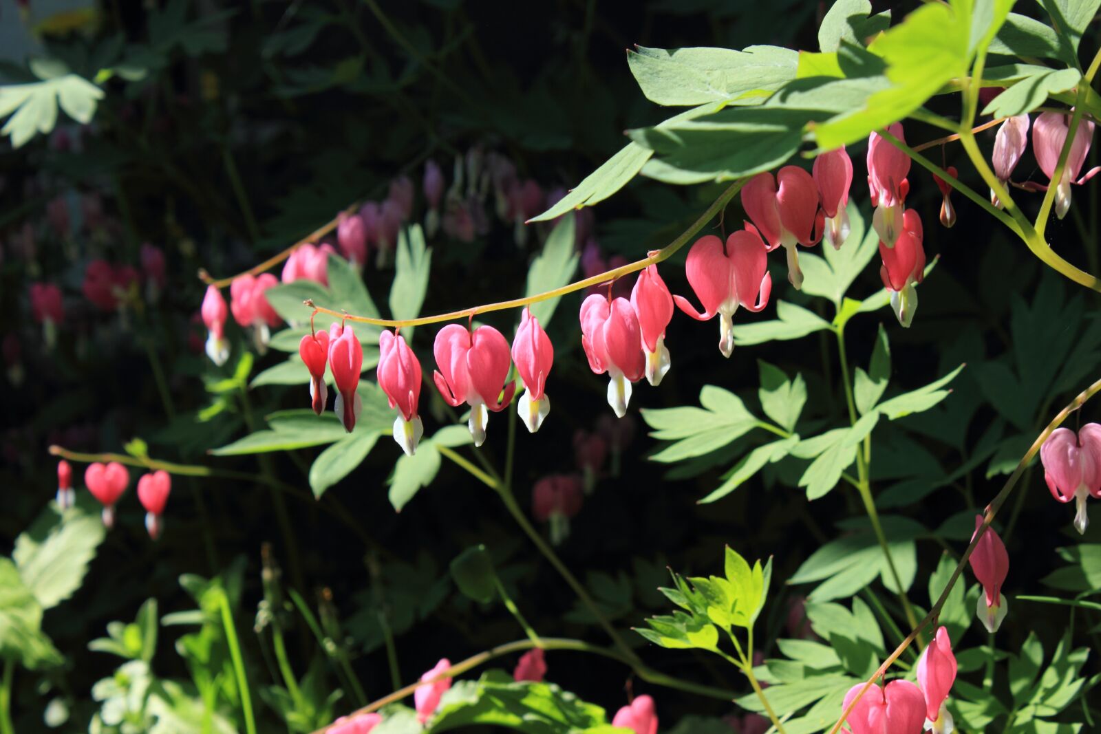 Canon EOS 550D (EOS Rebel T2i / EOS Kiss X4) sample photo. Bleeding hearts, flower, pink photography