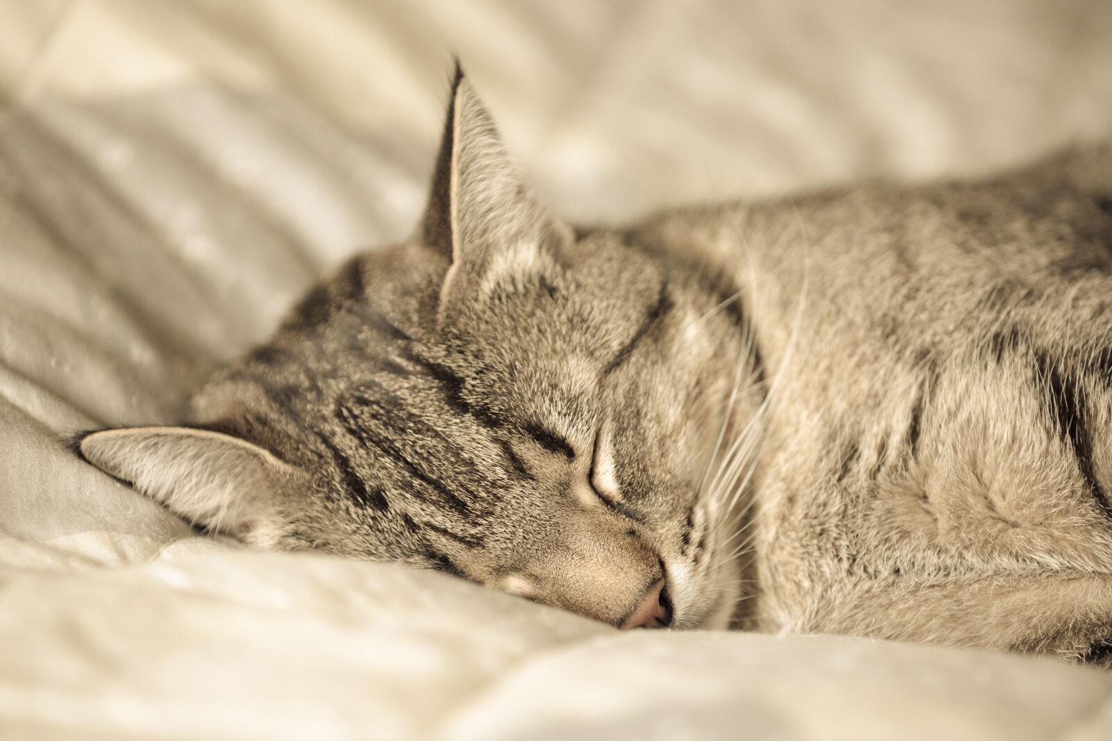 Canon EOS 5D Mark IV sample photo. Cat, sleep, portrait photography