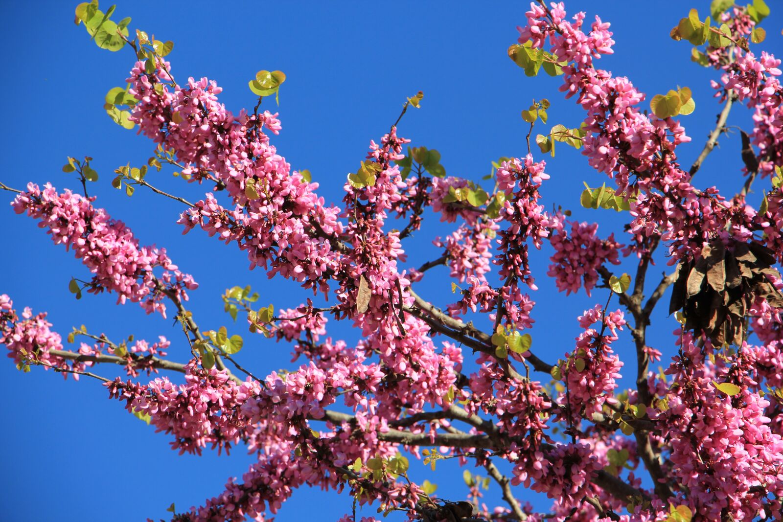 Canon EOS 550D (EOS Rebel T2i / EOS Kiss X4) sample photo. Pink, blue, sky photography