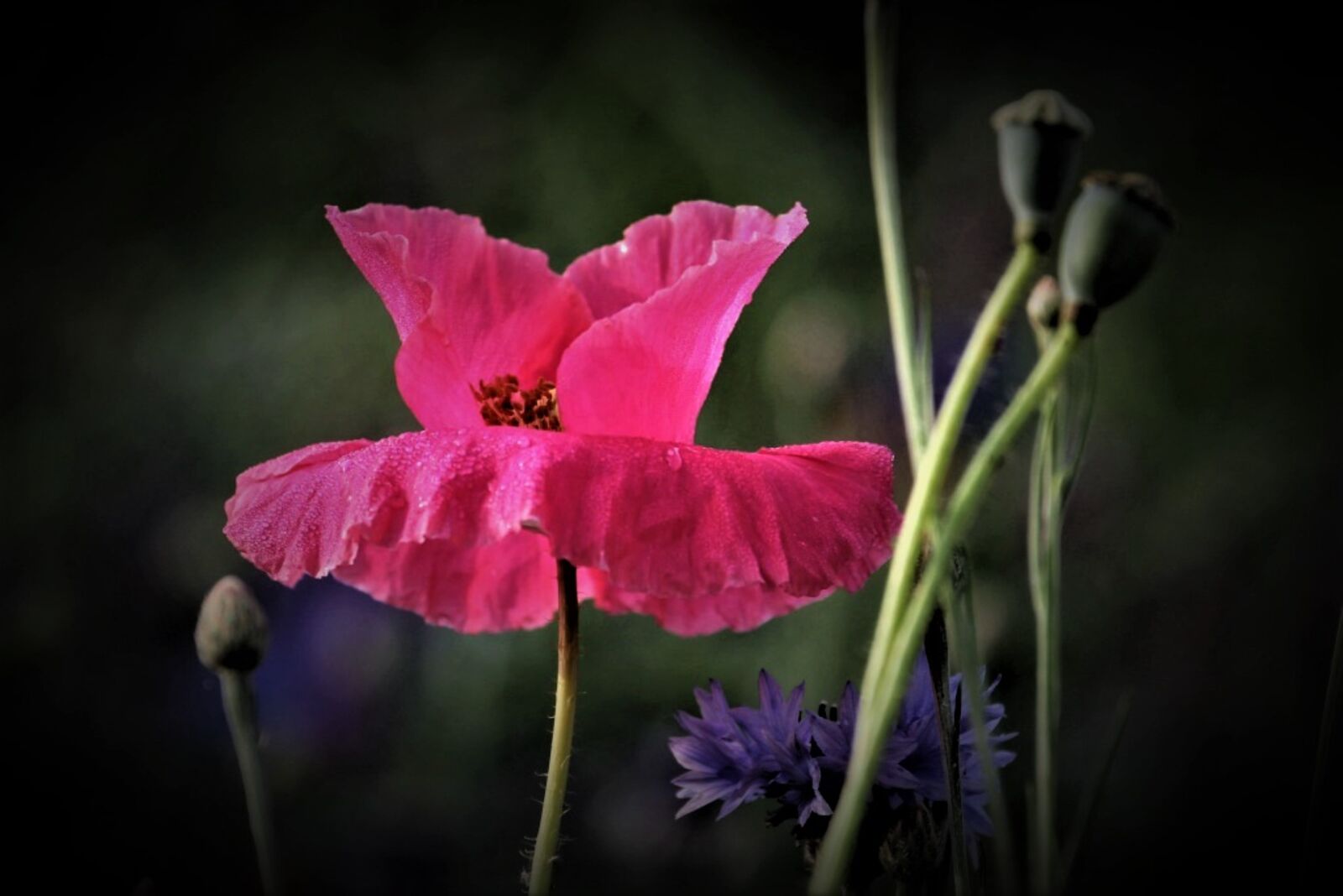 Canon EOS 60D sample photo. Poppy, flowers, red photography