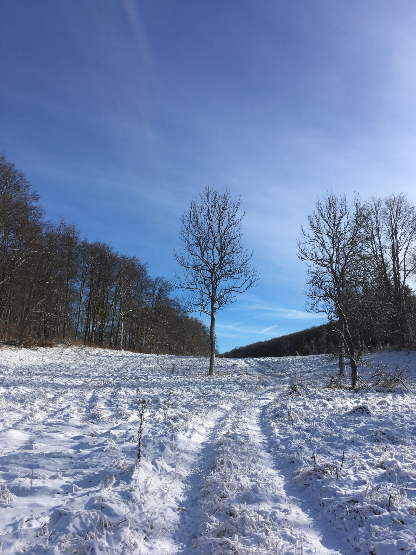 iPhone SE back camera 4.15mm f/2.2 sample photo. Winter, snow, frost photography