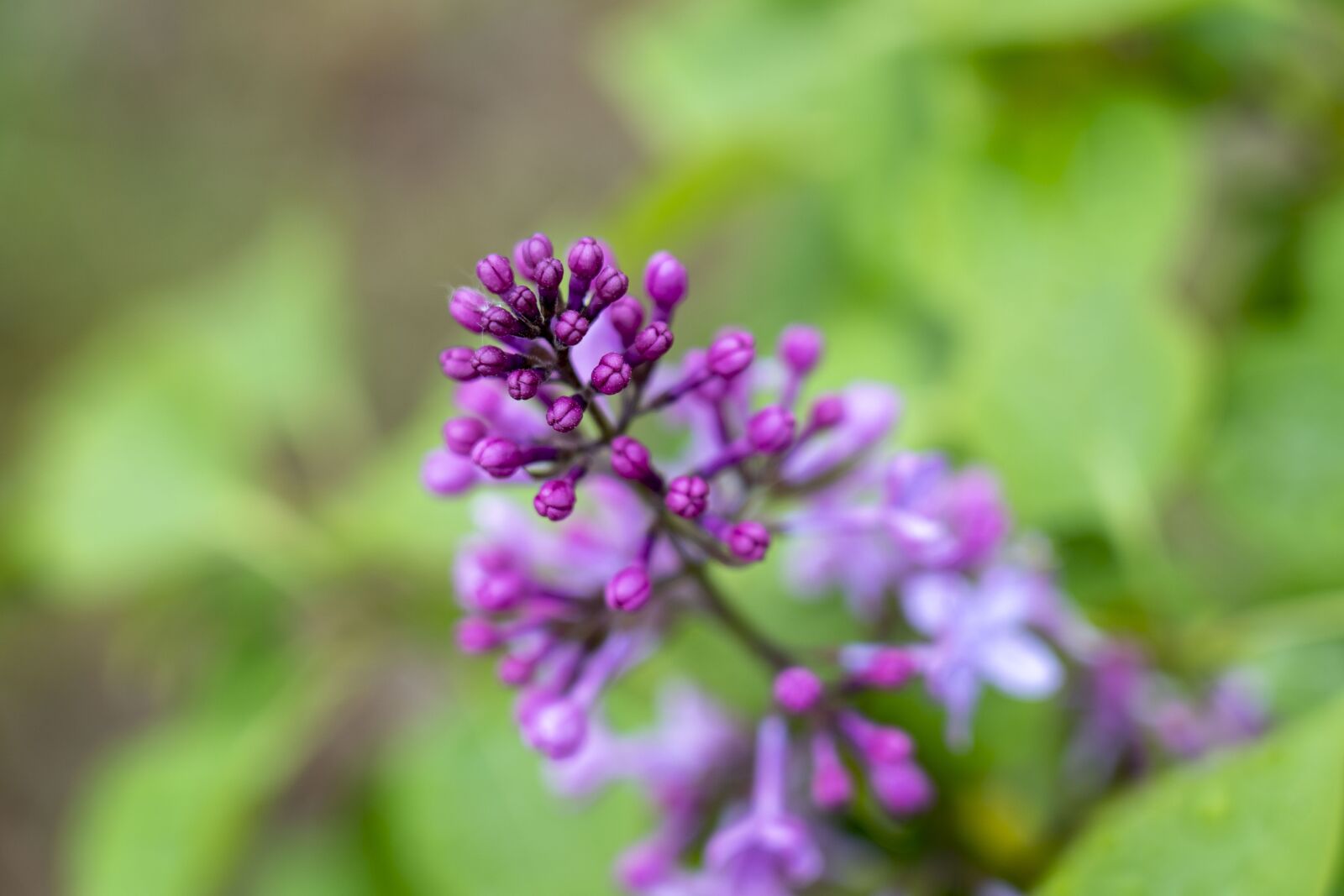 Sony a7 III sample photo. Lilac, nature, spring photography