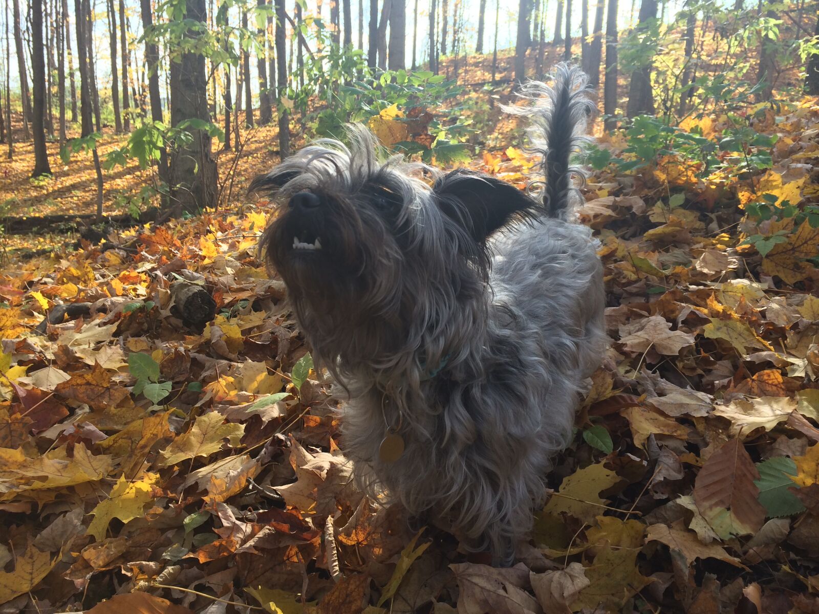 Apple iPhone 5s sample photo. Dog, leaves, autumn, fall photography