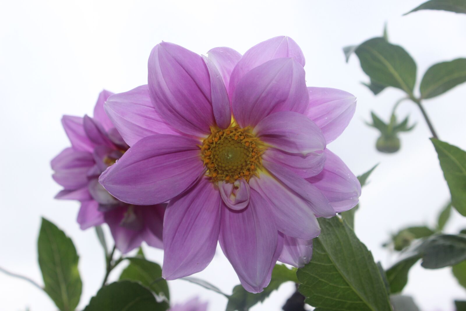 Canon EOS 600D (Rebel EOS T3i / EOS Kiss X5) sample photo. Flower, green, plant photography