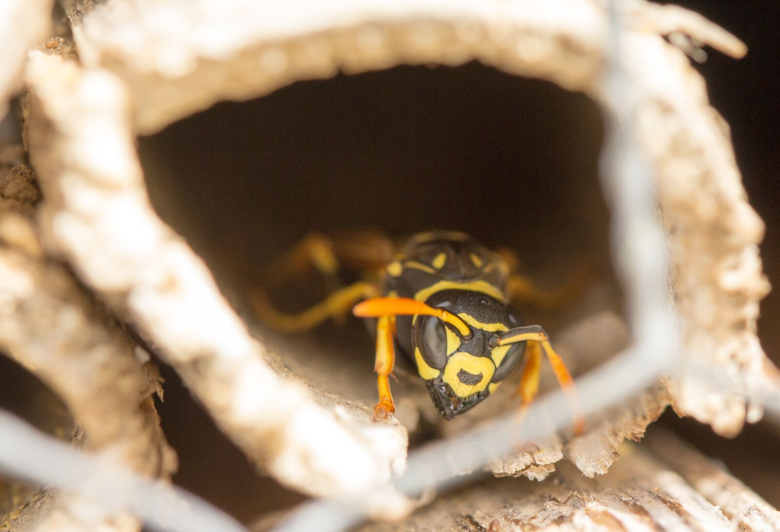 Canon EOS 60D sample photo. Nature, insect, close up photography