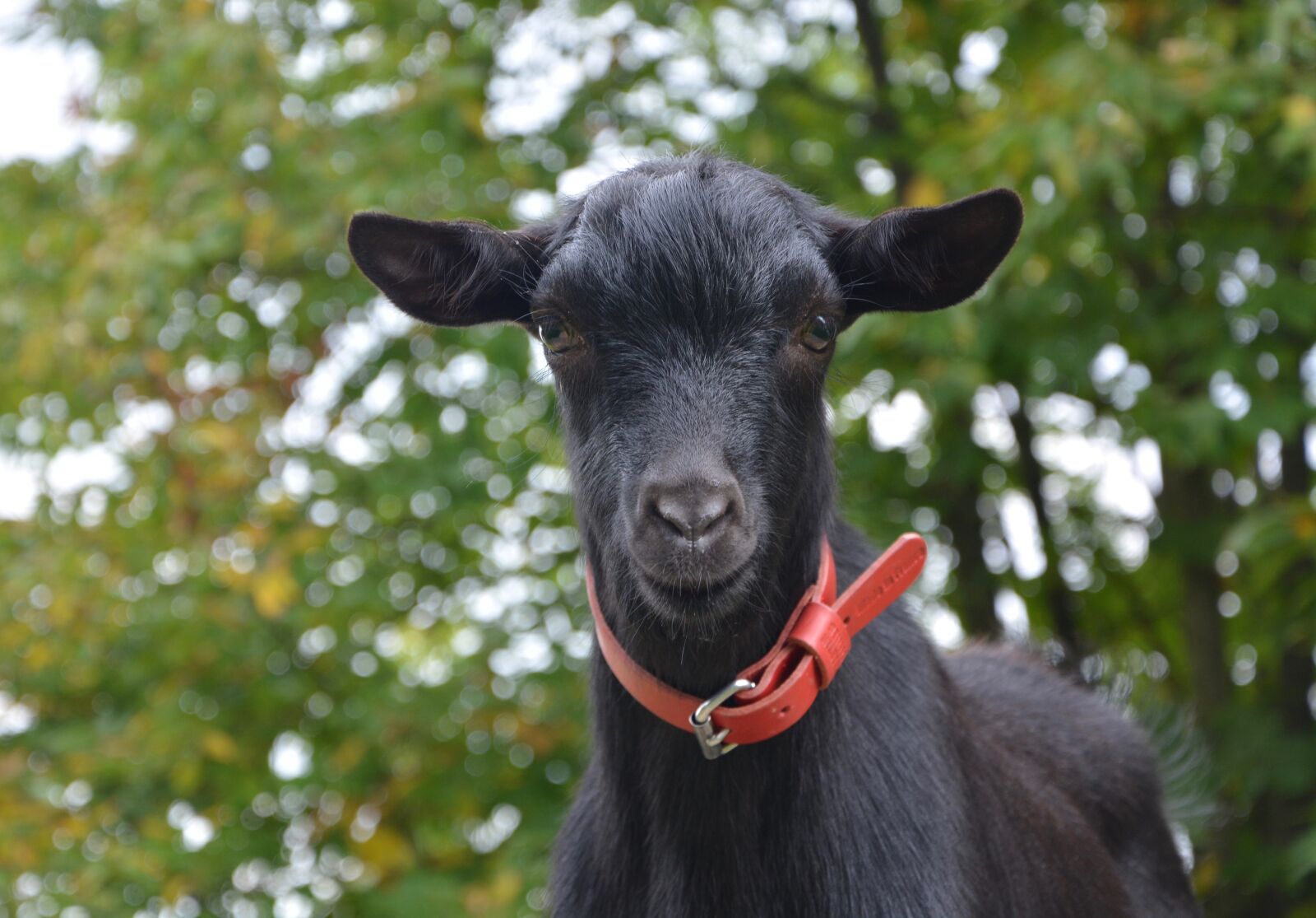 Nikon D5200 sample photo. Goat, young goat, field photography