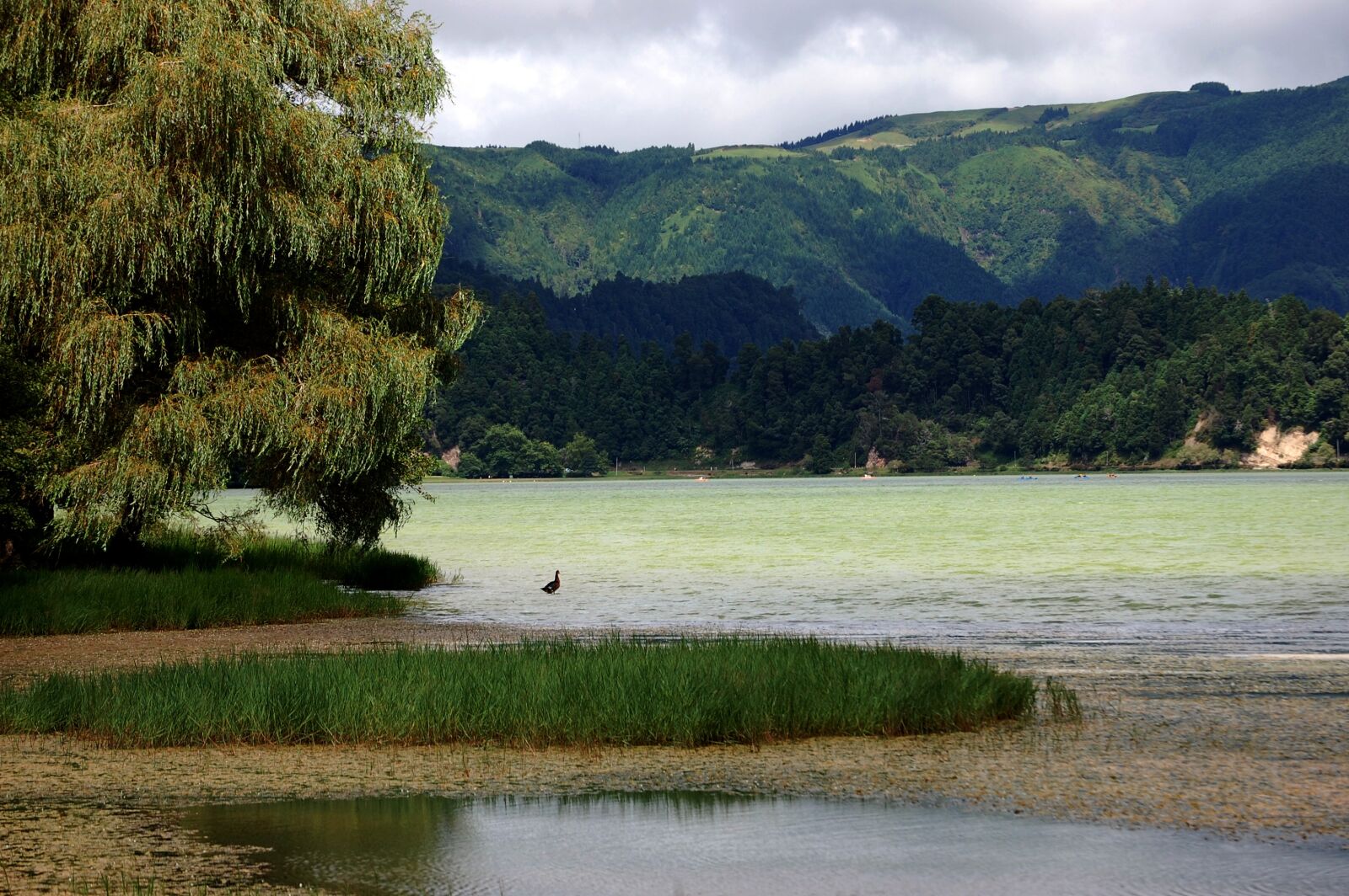 Nikon D40 sample photo. Portugal, azores, island photography