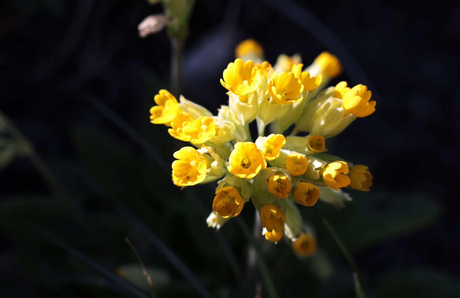 Canon EOS 7D Mark II sample photo. Primula veris, golden mace photography