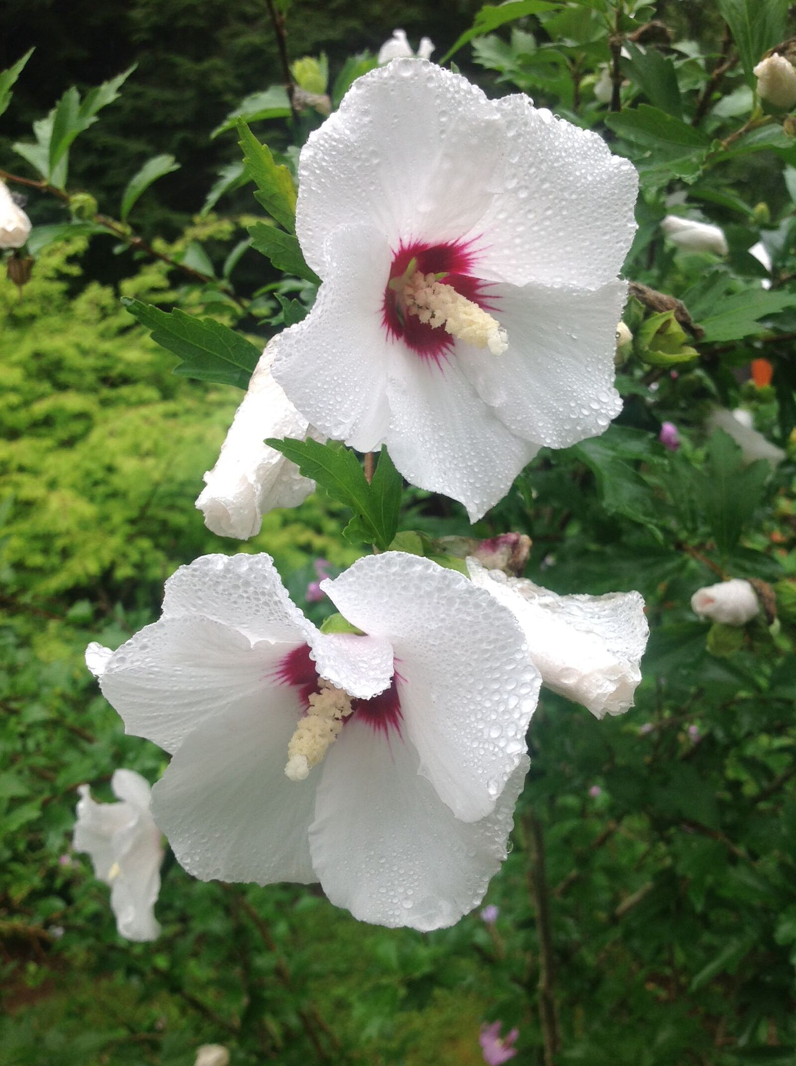 Apple iPad sample photo. Hibiscus, flowers, rain photography