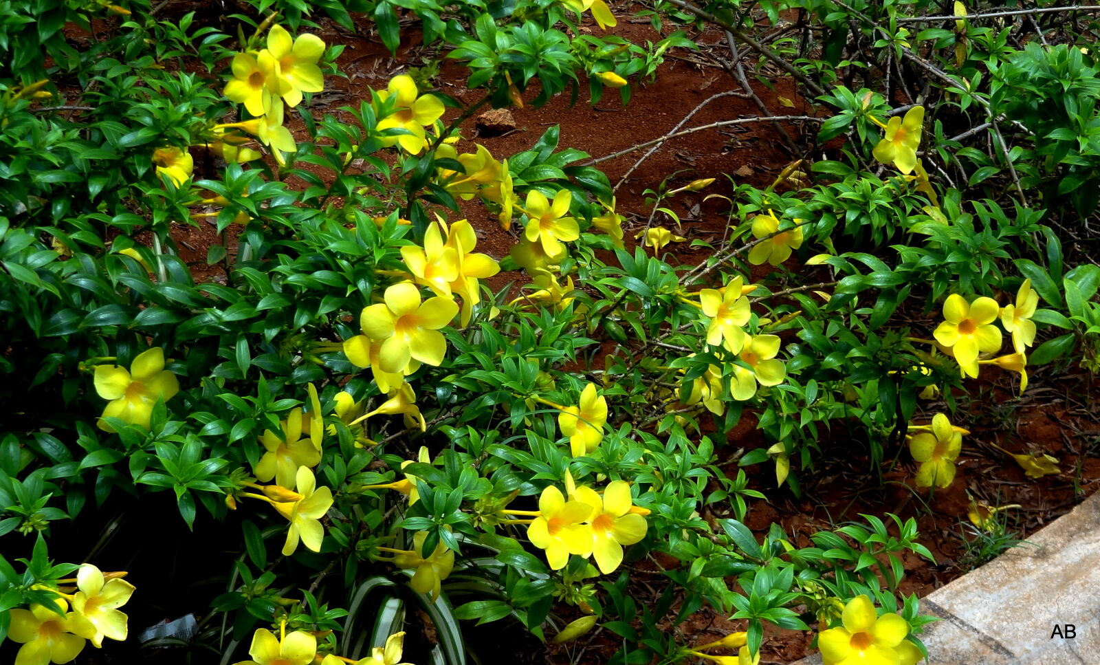 Sony Cyber-shot DSC-HX9V sample photo. Yellow, flower, plant photography