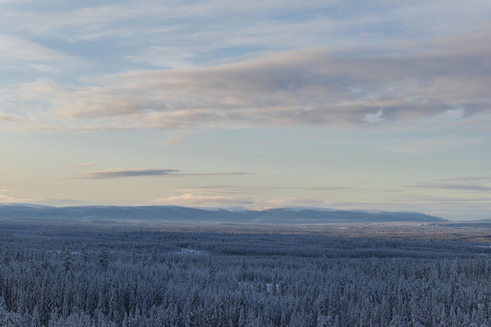 Nikon D5600 sample photo. Winter, clouds, trees photography