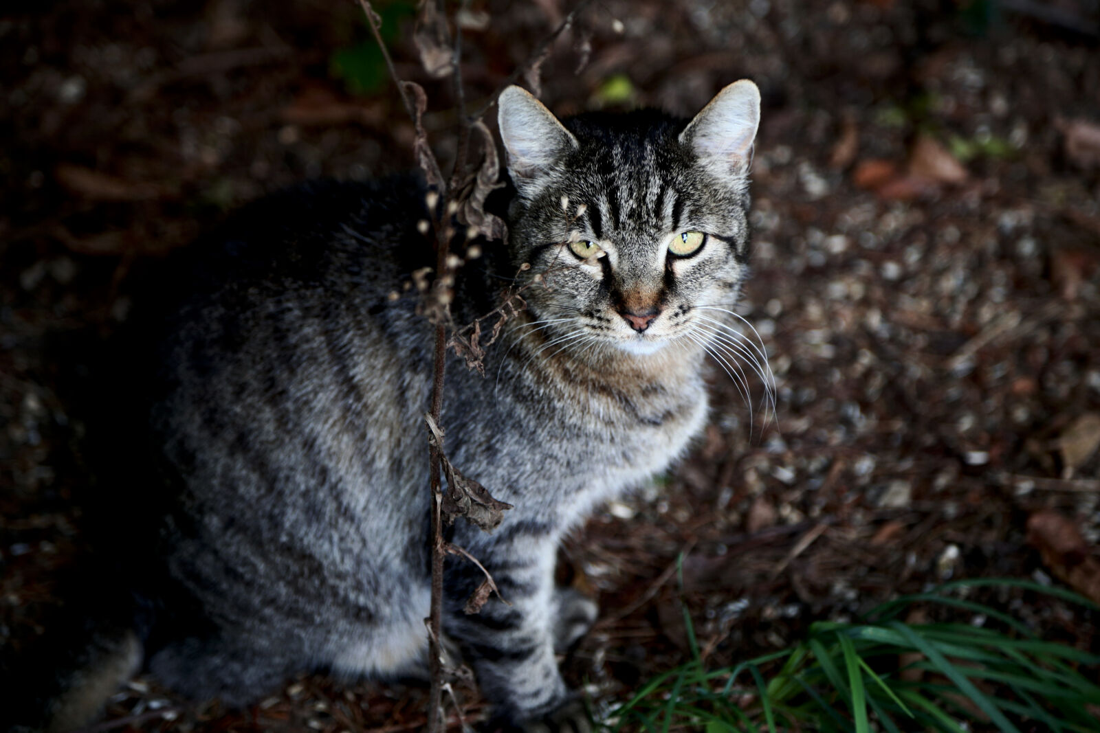 Canon EF 24-105mm F4L IS USM sample photo. Cat, forest, outdoor photography