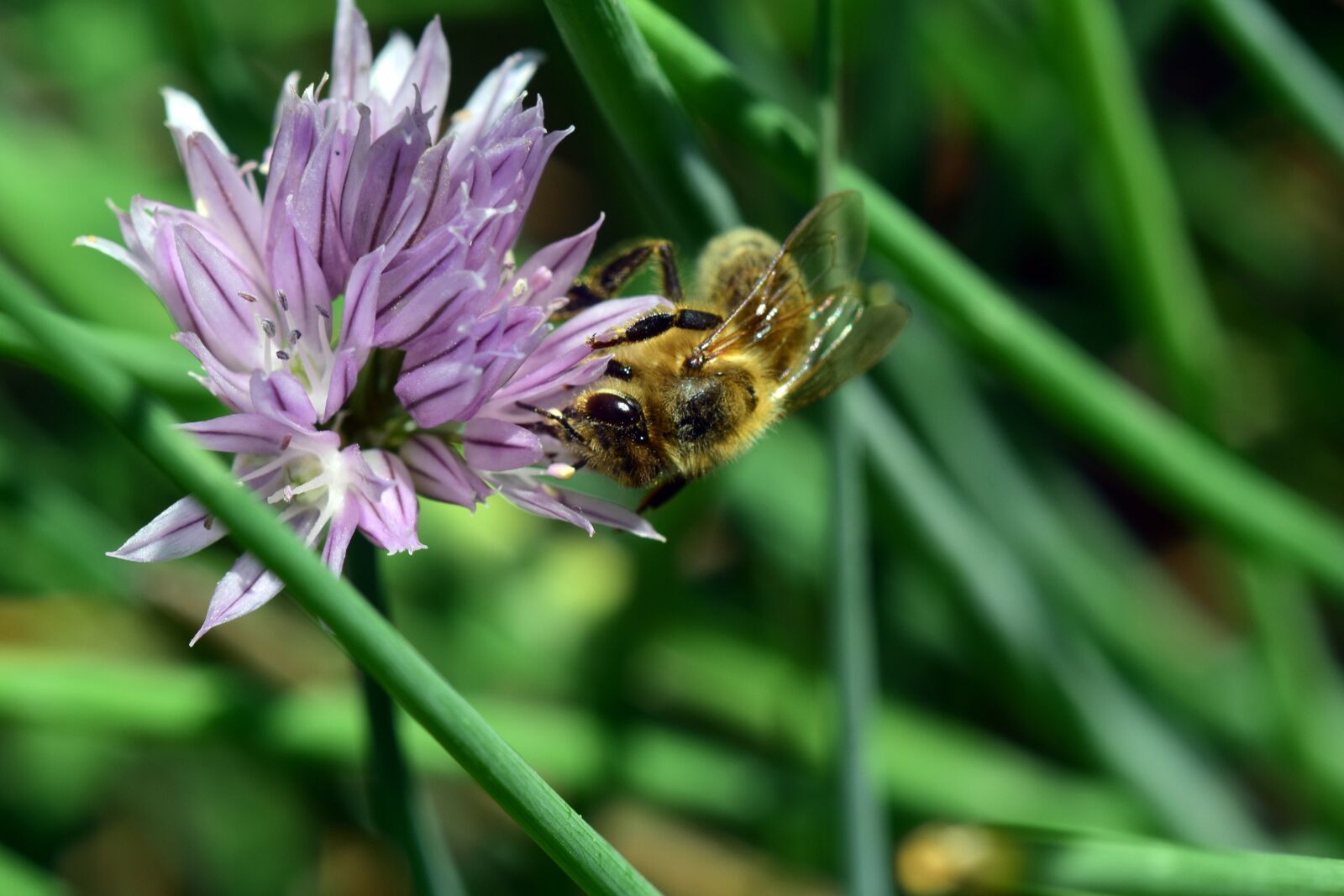 Nikon D3300 sample photo. Chives, chives blossom, blossom photography