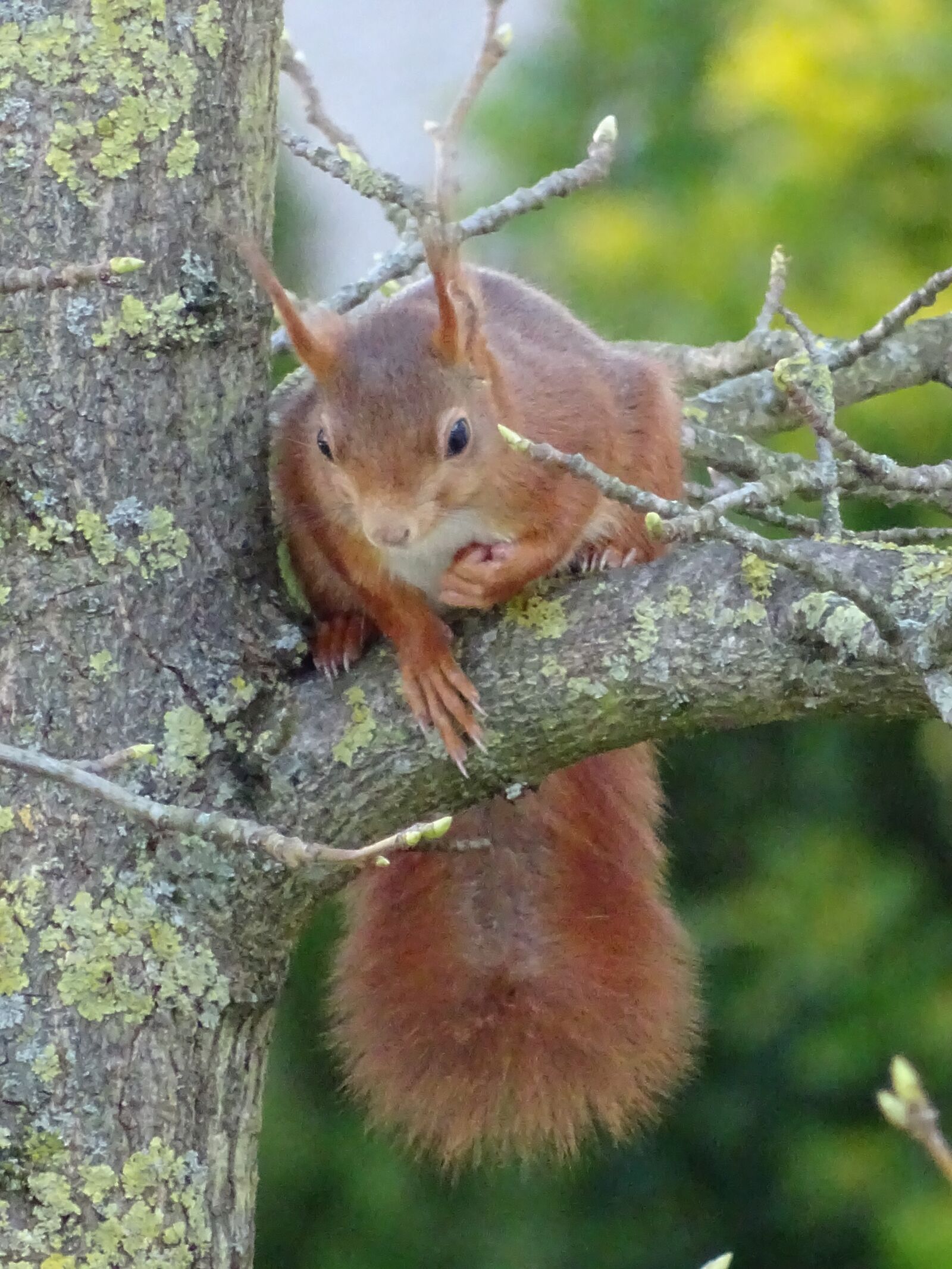 Sony Cyber-shot DSC-HX400V sample photo. Nager, squirrel, animal photography