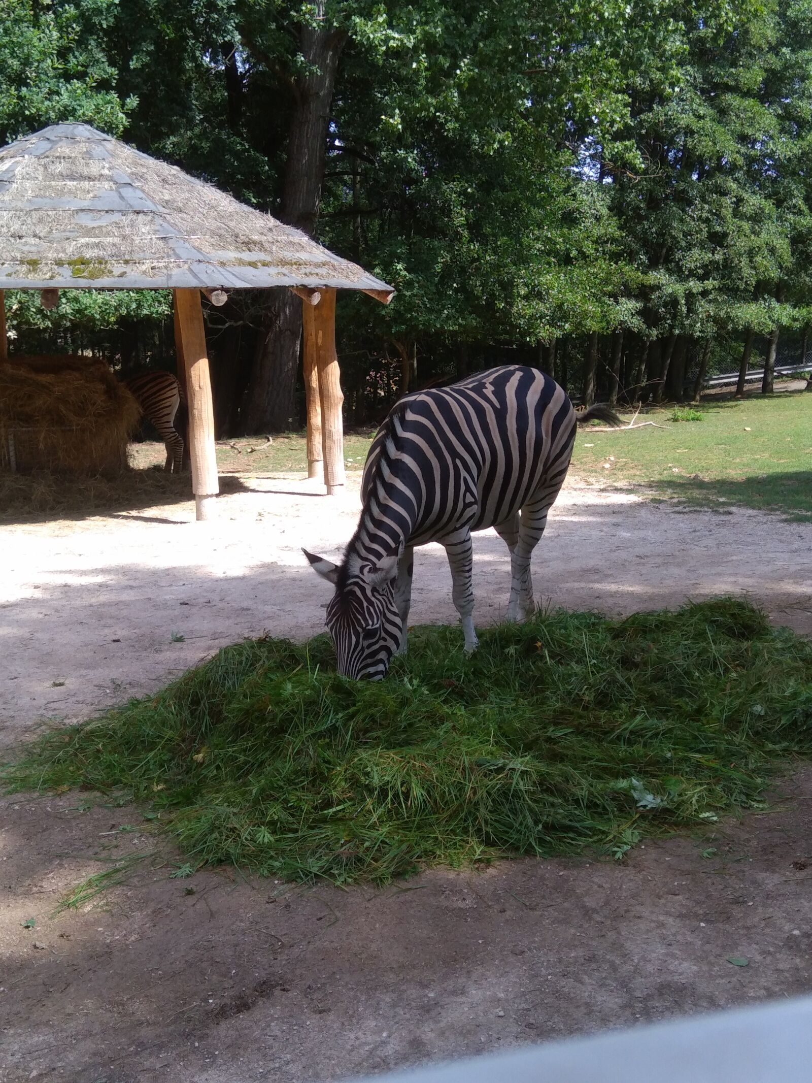 ASUS X00PD sample photo. Zebra, feeding, zoo photography
