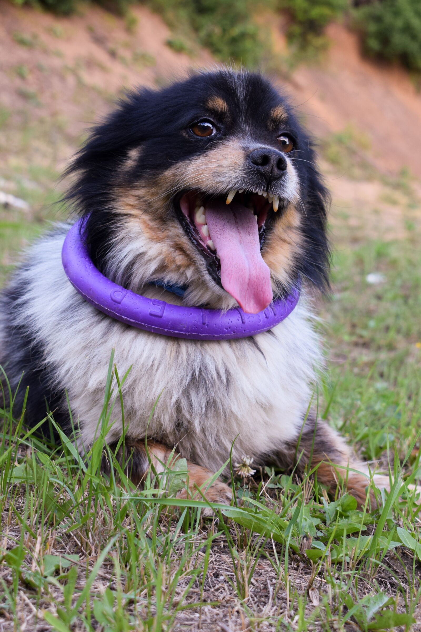 Nikon D3300 sample photo. Puller, dog, nature photography