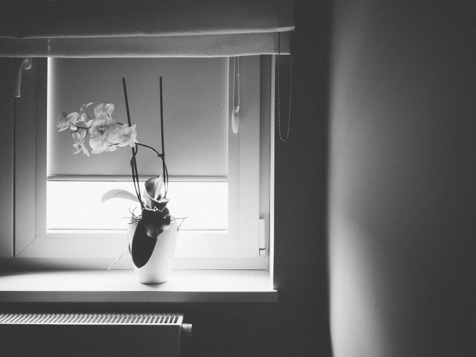 Olympus M.Zuiko Digital 17mm F1.8 sample photo. Grayscale, photography, of, vase photography