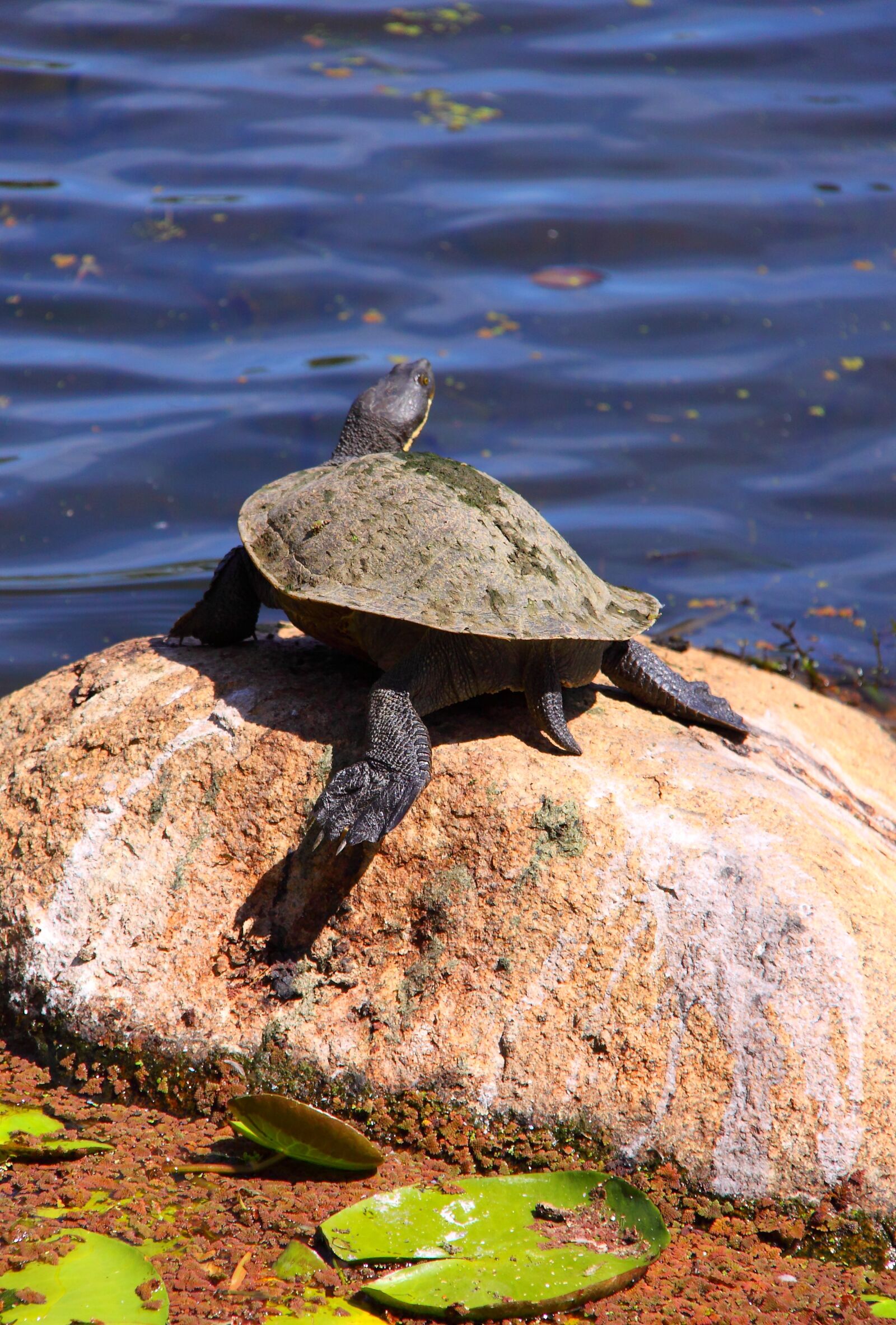 Canon EOS 50D sample photo. Turtle, rock, animal photography