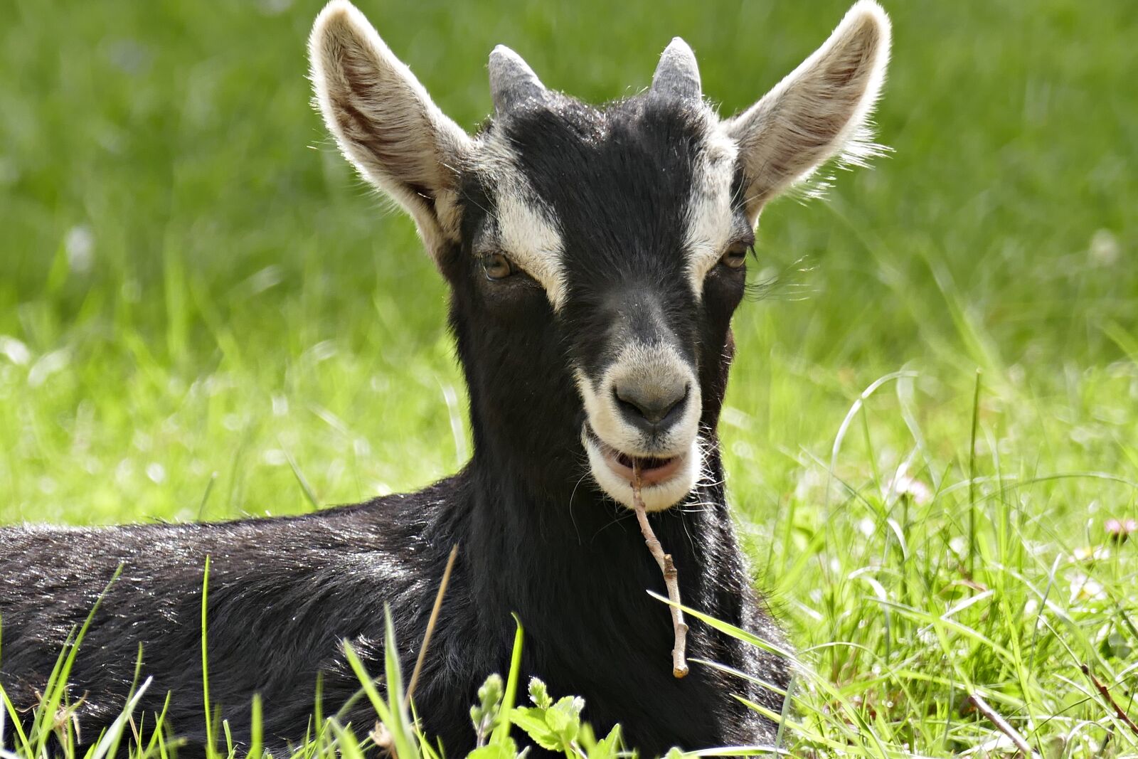 Panasonic Lumix DMC-FZ1000 sample photo. Horns, ruminant, mammal photography
