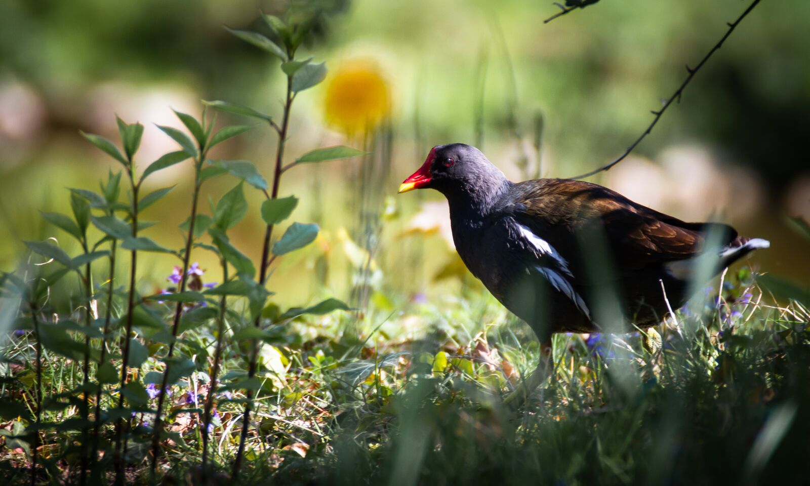 Canon EOS 7D sample photo. Bird, wild world, nature photography