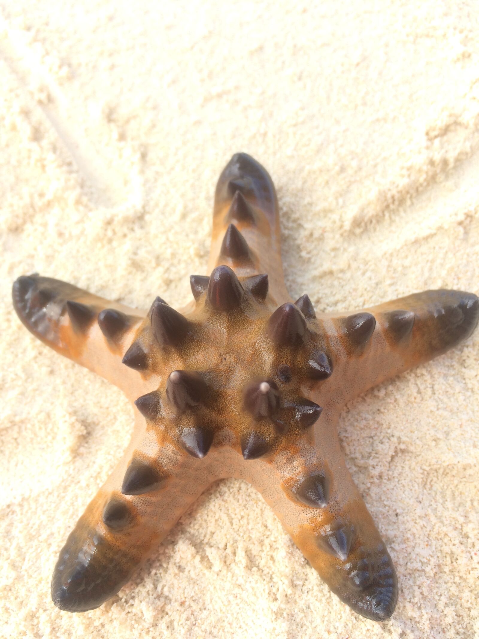 iPhone 5s back camera 4.15mm f/2.2 sample photo. Starfish, beach, white sand photography