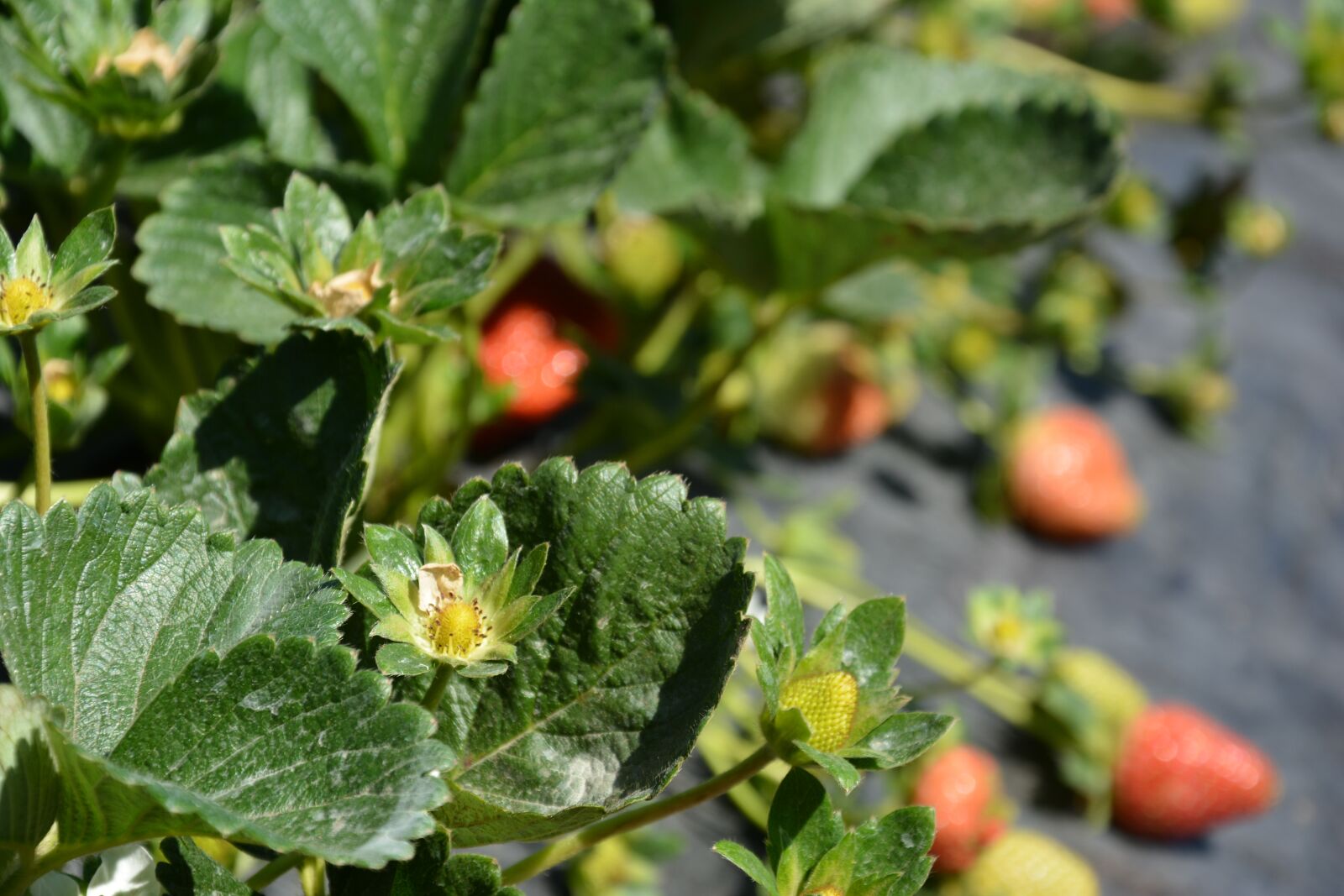 Nikon D7100 sample photo. Strawberry, planting, harvest photography