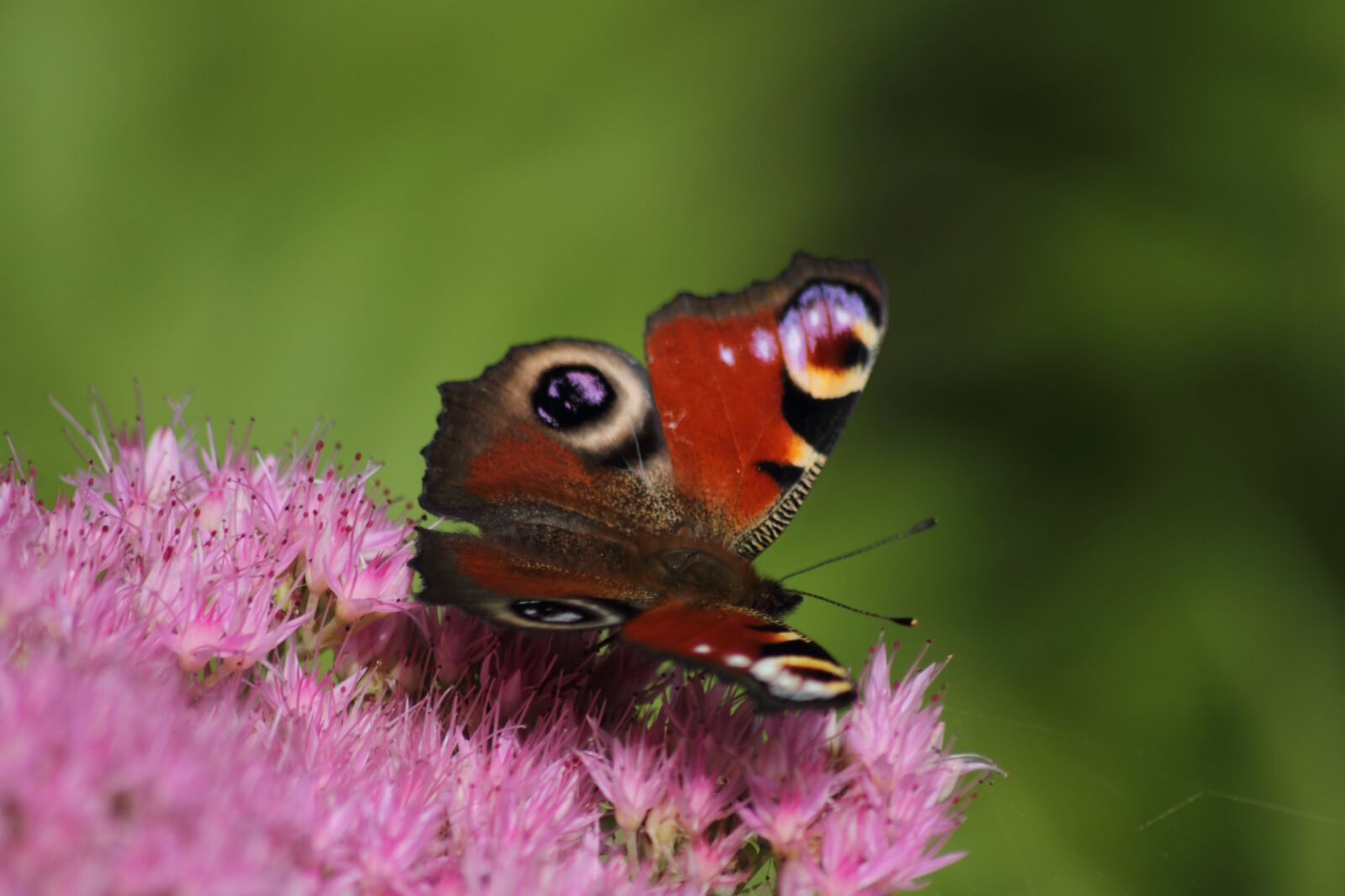 Canon EOS 7D sample photo. Butterfly, flower, insect photography