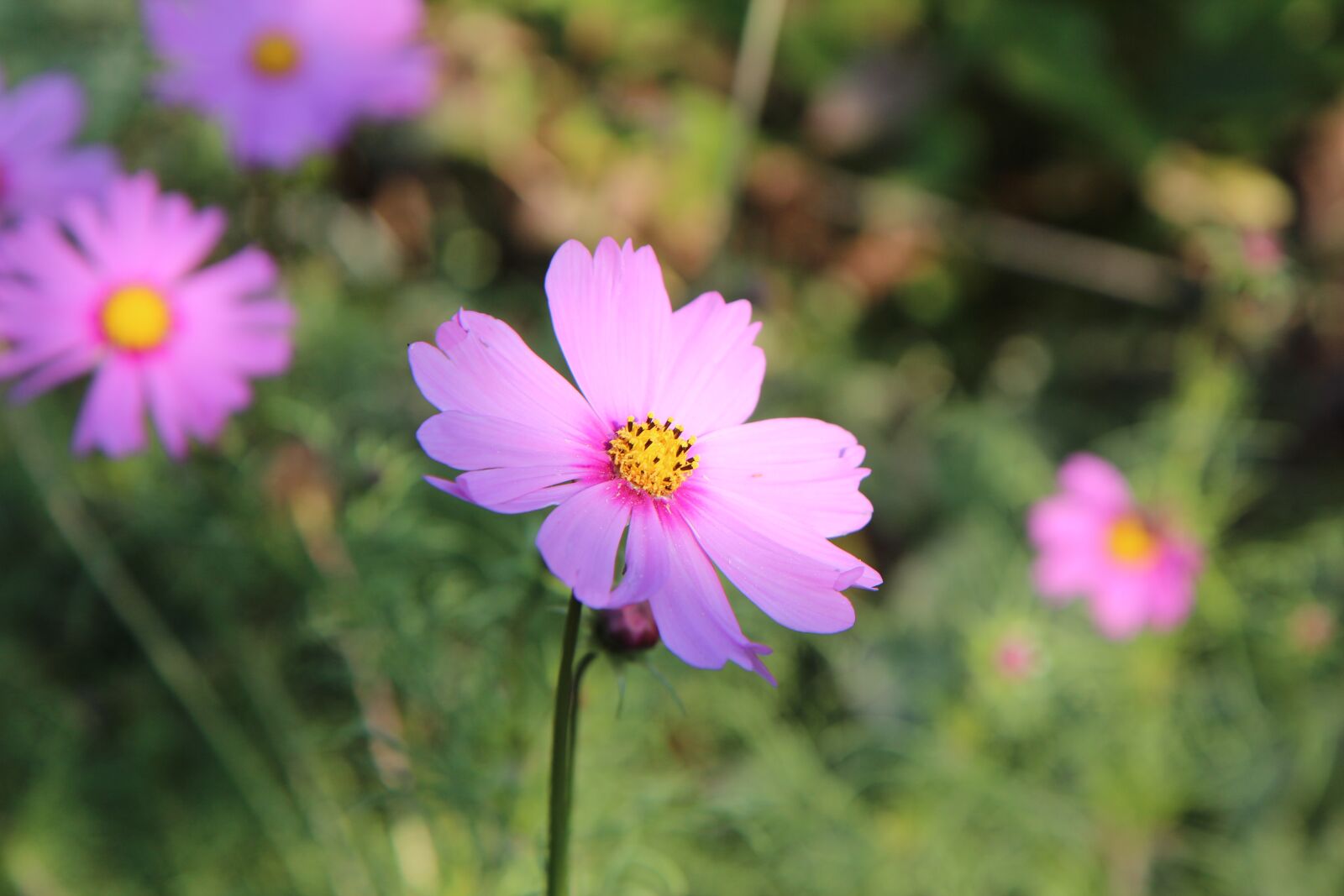 Canon EOS 600D (Rebel EOS T3i / EOS Kiss X5) sample photo. Cosmos, cosmos flower, flowers photography