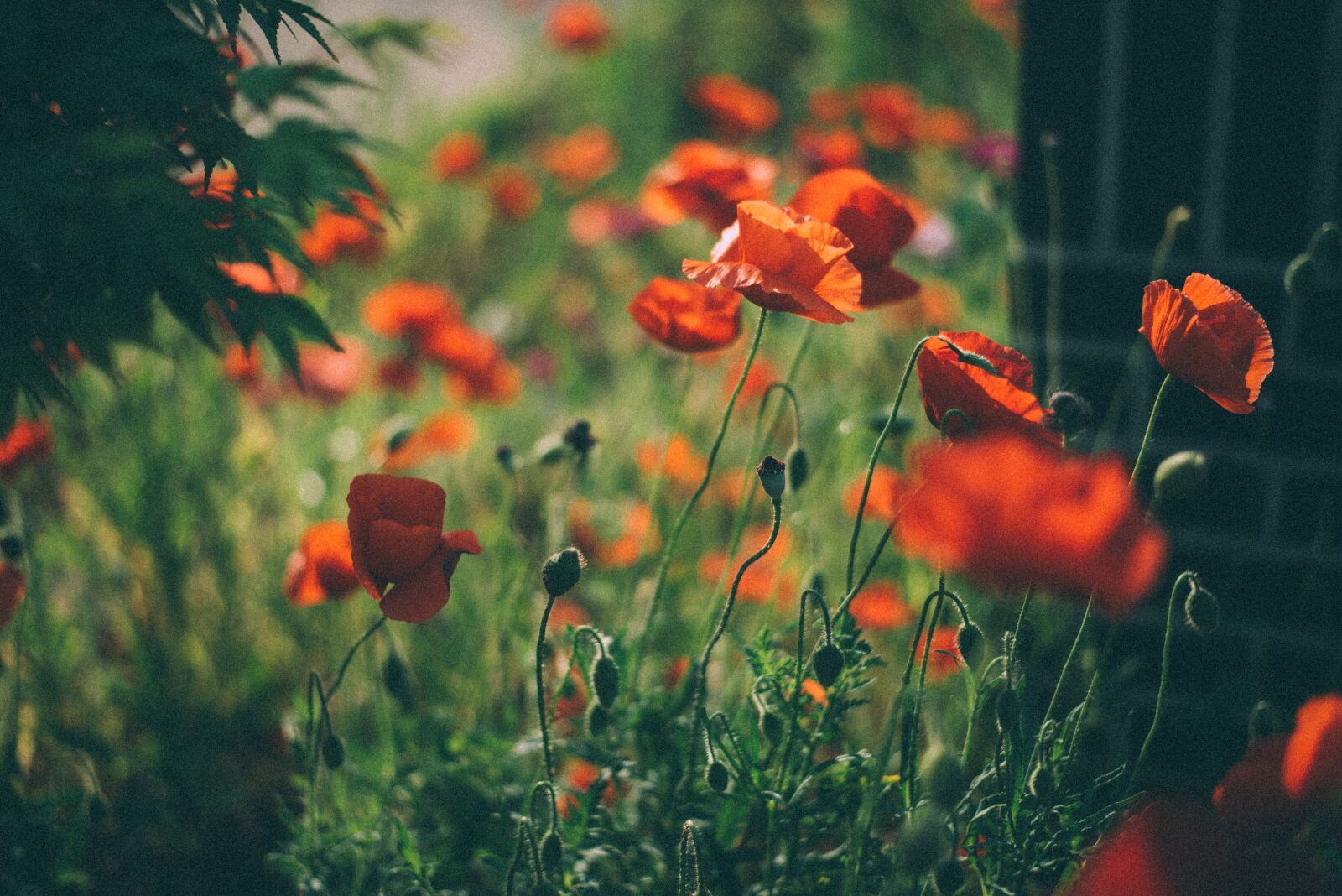 Nikon D750 sample photo. Poppy, yanggwibikkot, flowers photography