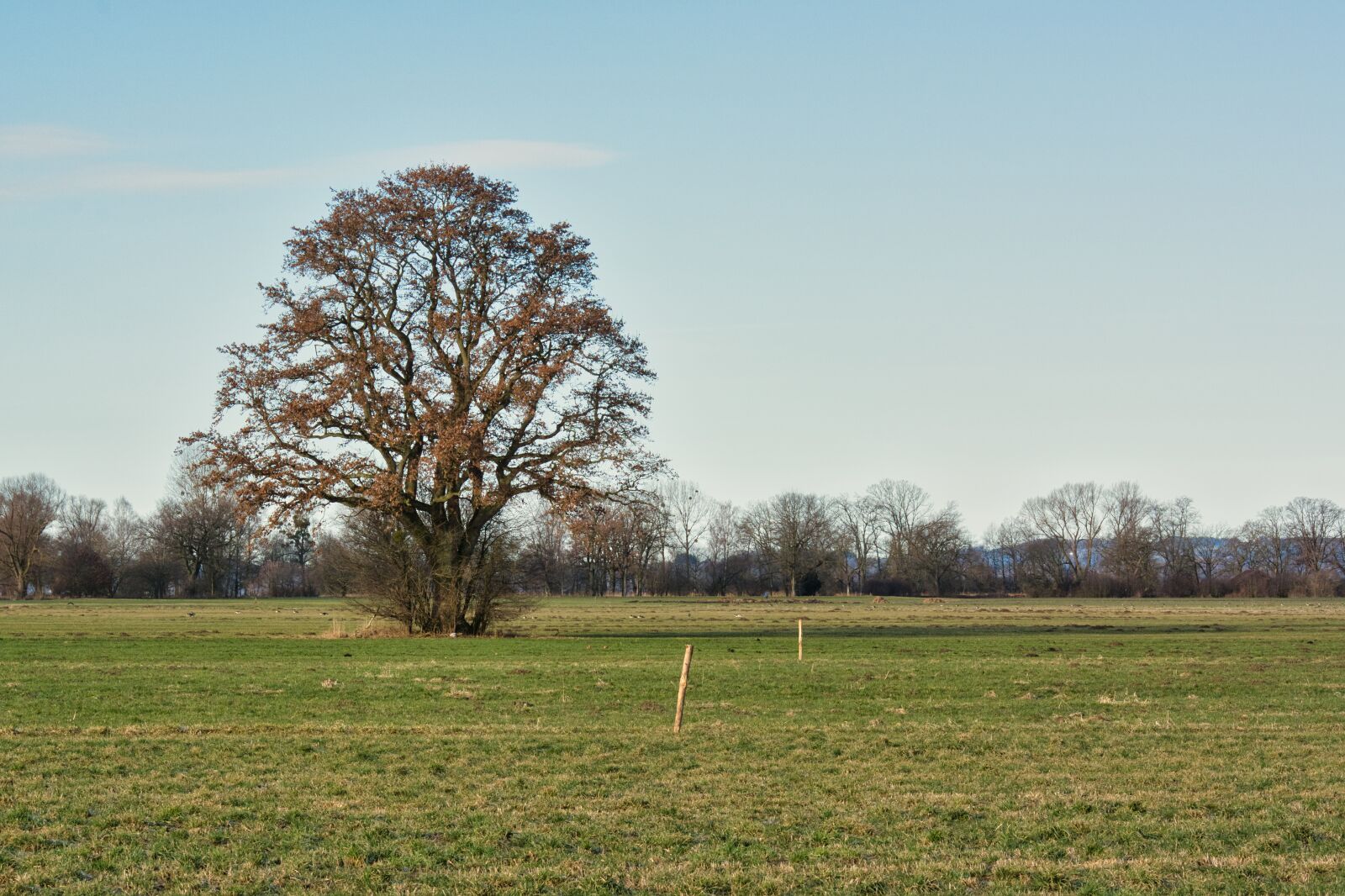 Nikon D7100 sample photo. Tree, individually, autumn photography