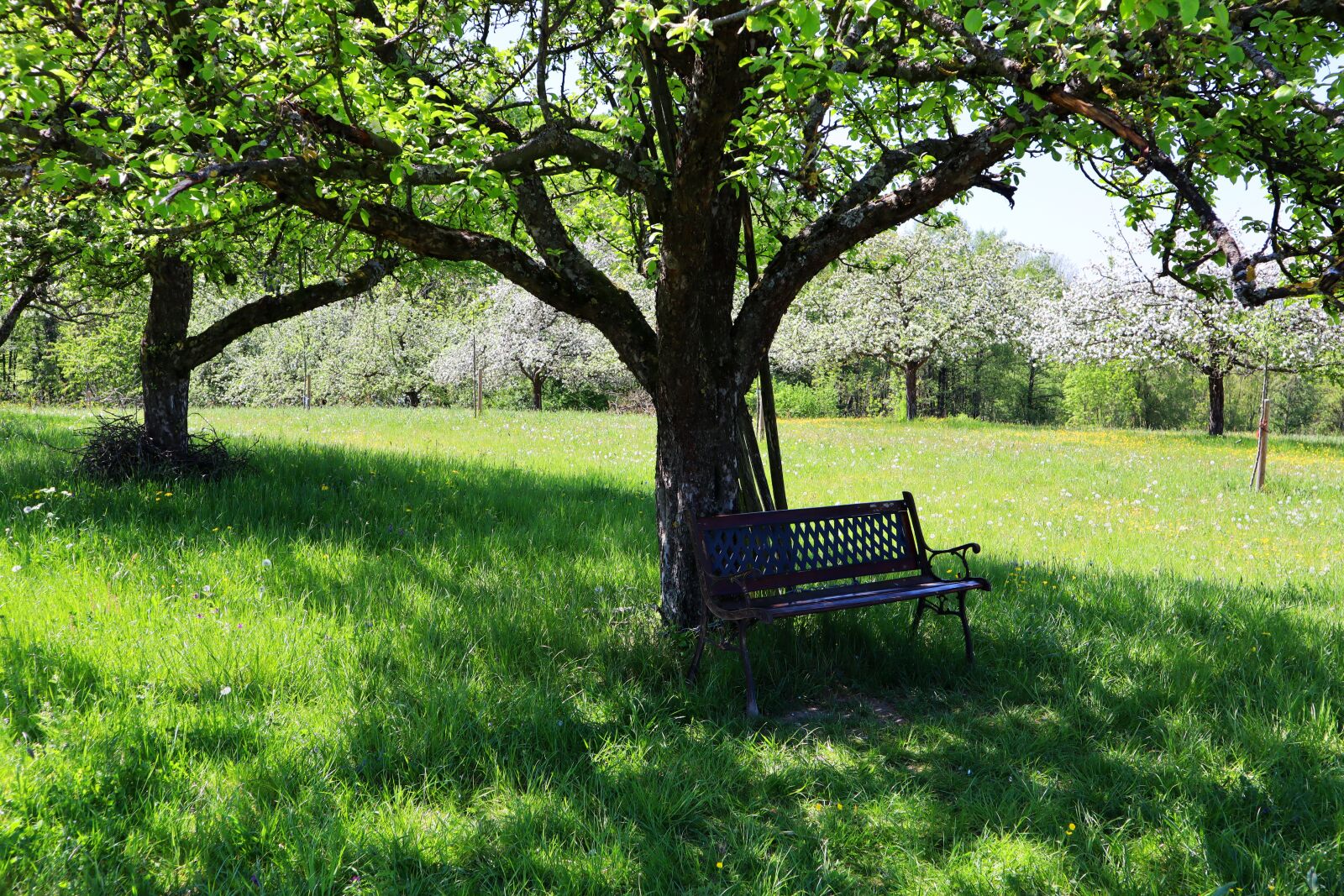 Canon EF-M 15-45mm F3.5-6.3 IS STM sample photo. Spring, fruit trees, meadow photography