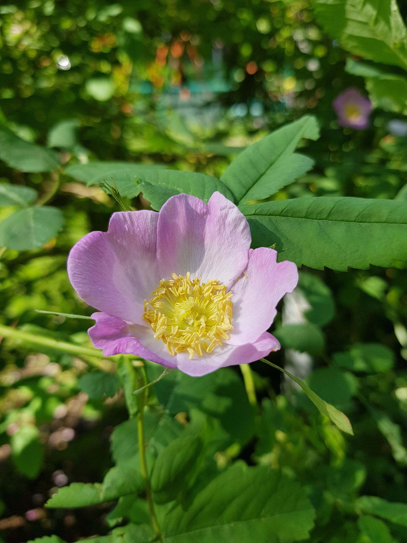 Samsung Galaxy S8 sample photo. Flowers, rose hip, rose photography