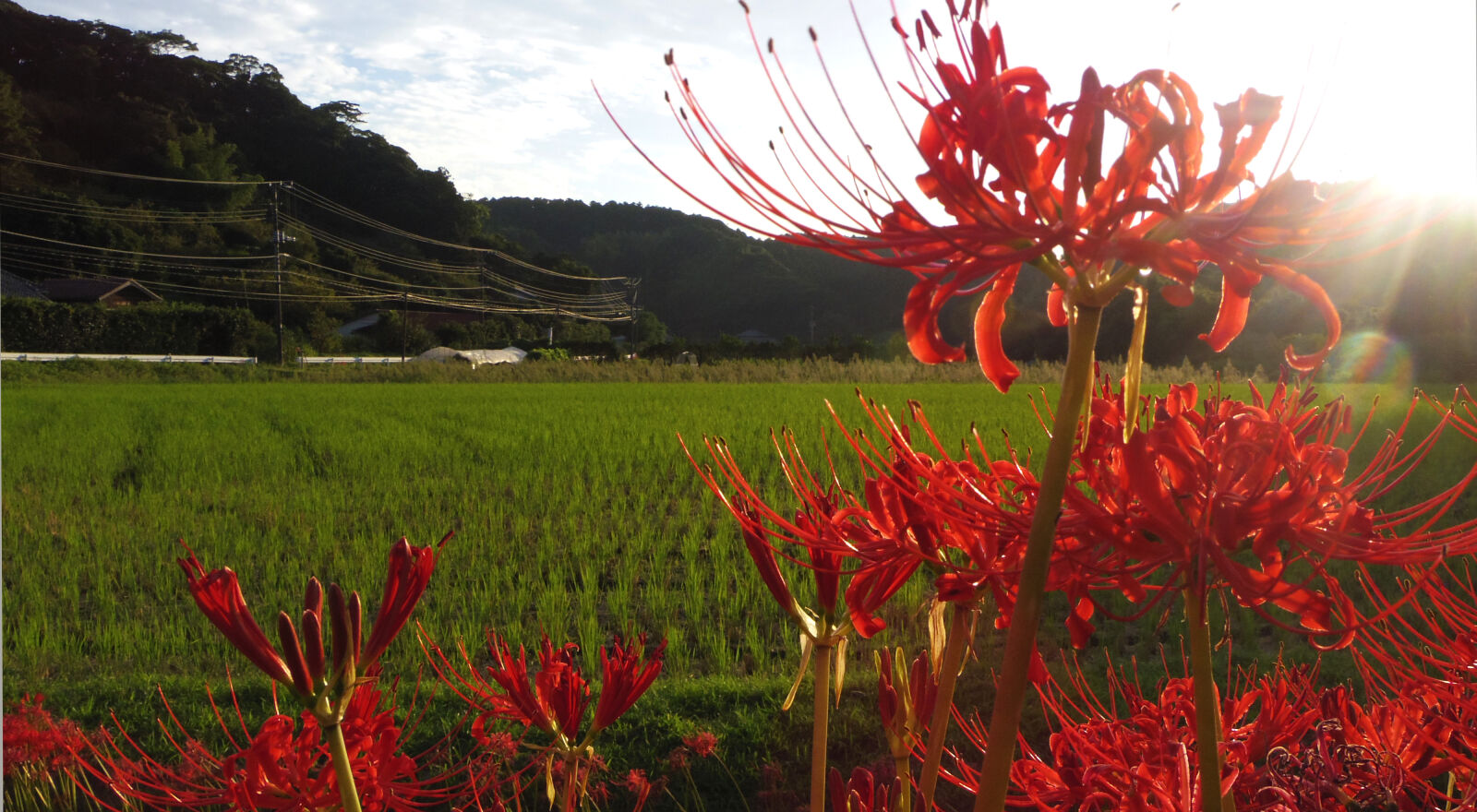 Pentax Q10 sample photo. Flower photography