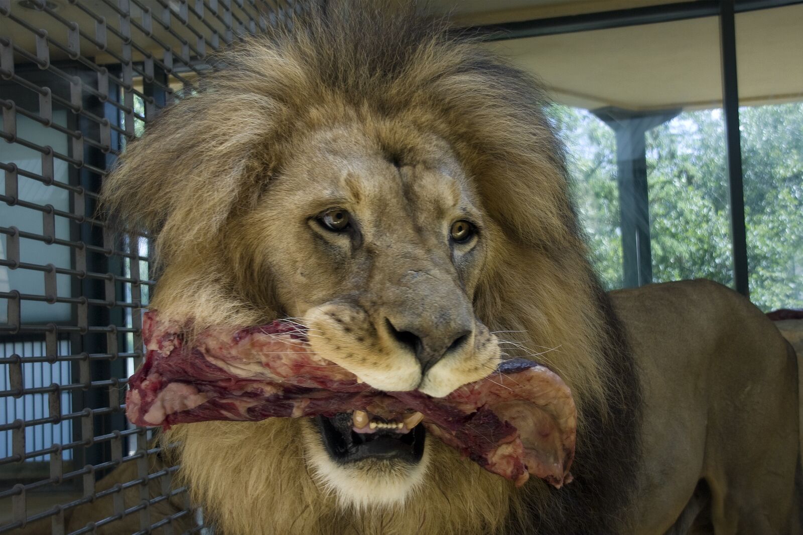 Canon EOS 40D sample photo. Lion, animals, wilderness photography