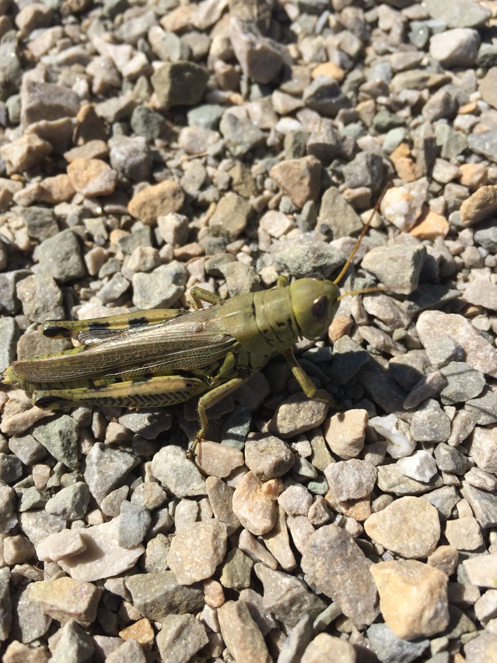 iPhone 6 back camera 4.15mm f/2.2 sample photo. Cricket, bug, grasshopper photography