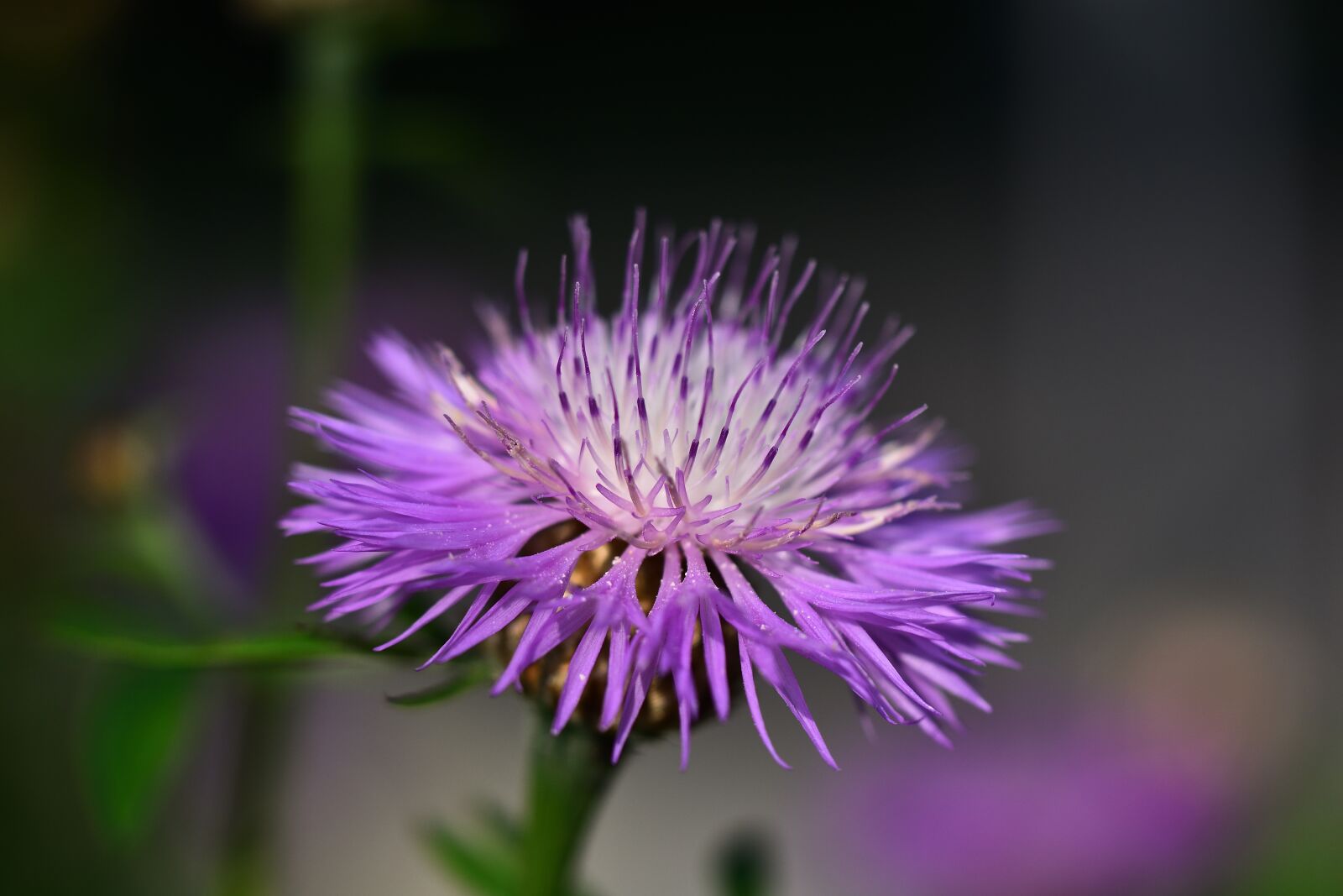 Nikon D7200 sample photo. Flower, nature, close up photography