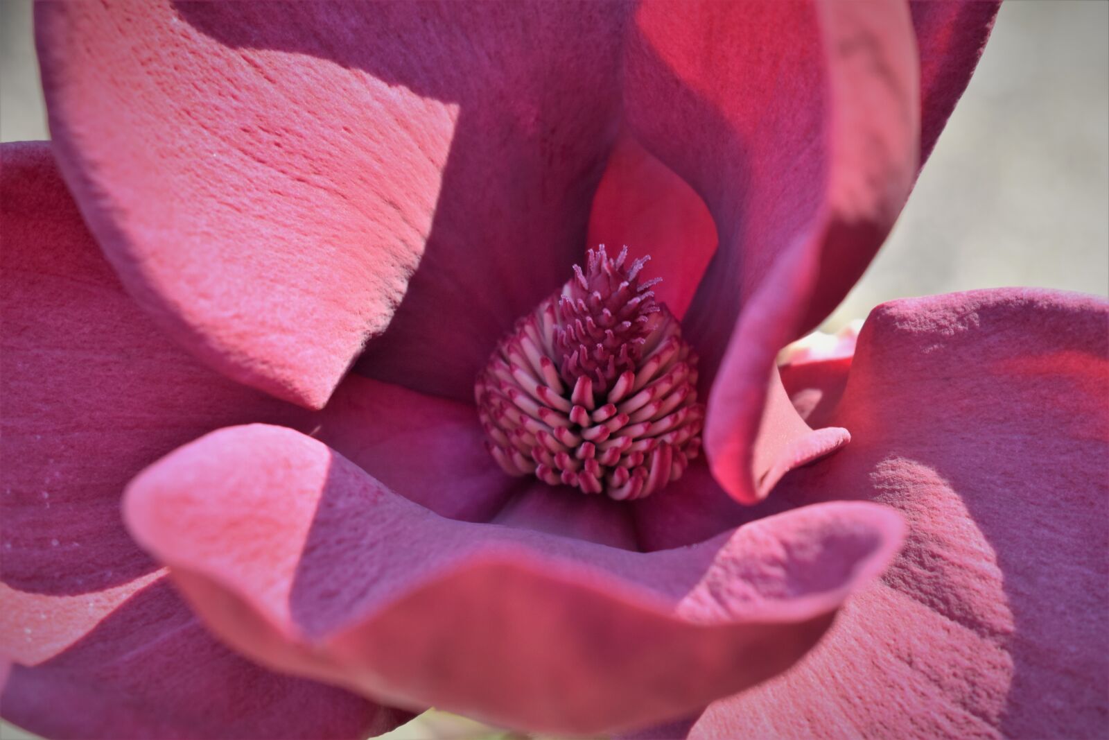 Nikon D5500 sample photo. Magnolia, blossom, bloom photography