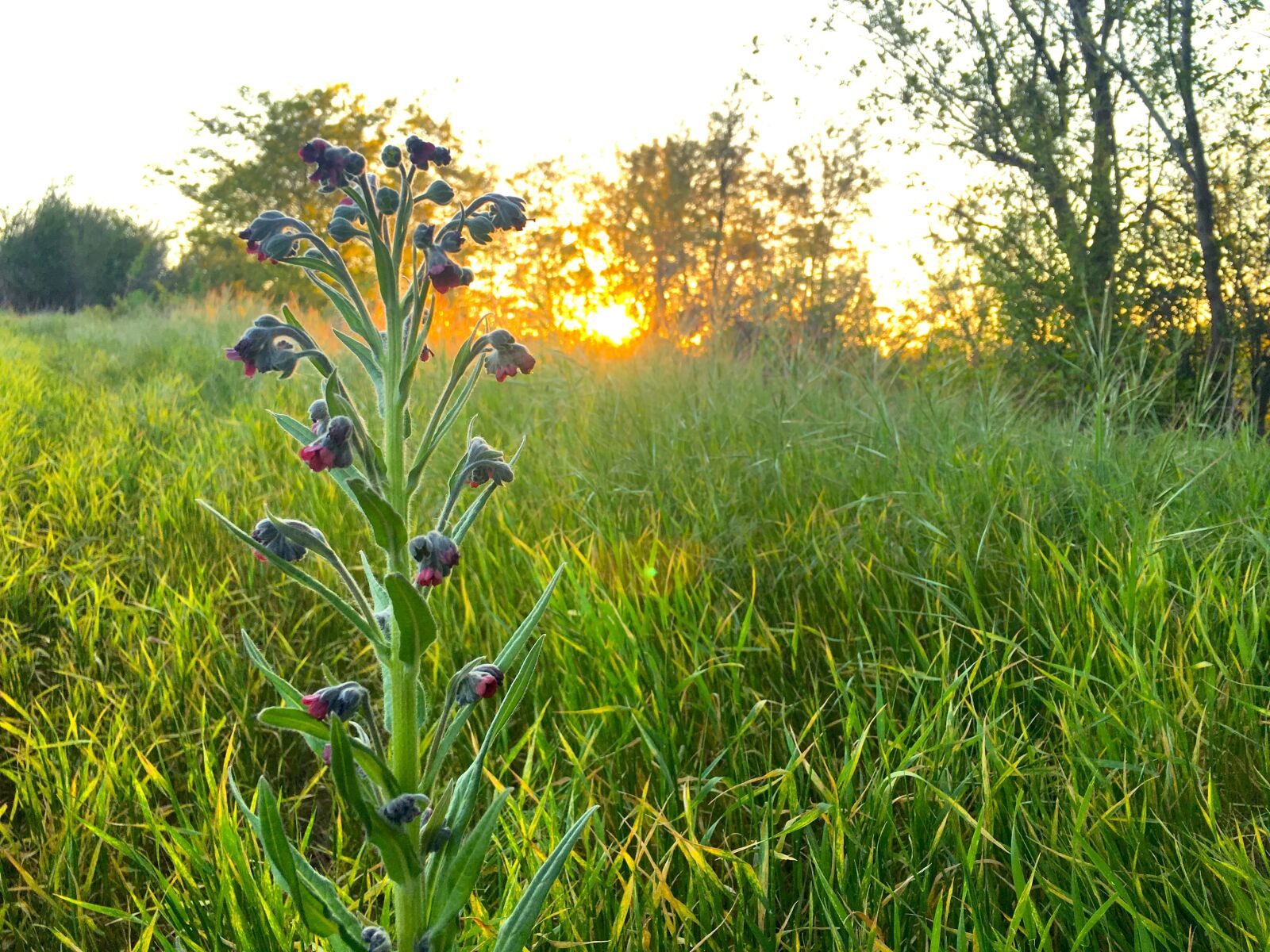 Apple iPhone 6s Plus sample photo. Lupine, sunset, spring photography