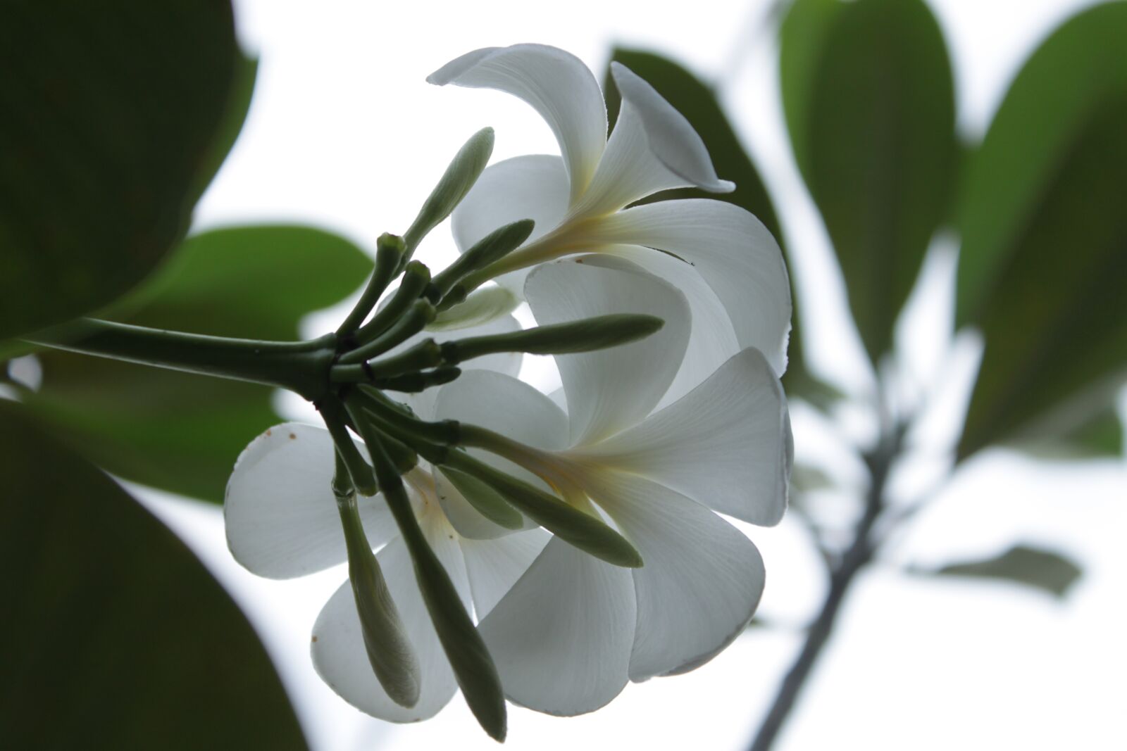 Canon EOS 500D (EOS Rebel T1i / EOS Kiss X3) sample photo. Cambodia, flowers, white photography