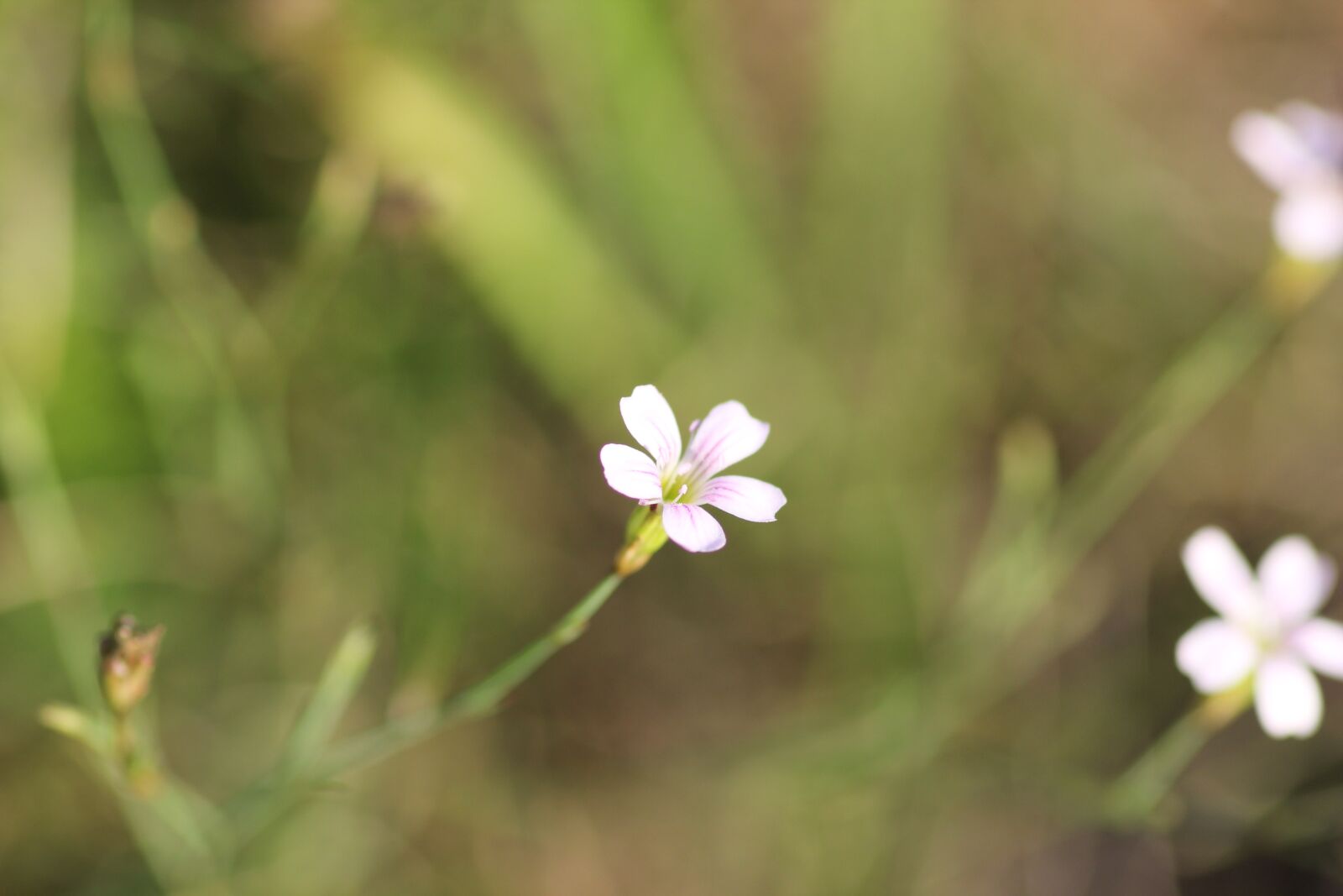 Canon EOS 550D (EOS Rebel T2i / EOS Kiss X4) sample photo. Little white flower, macro photography
