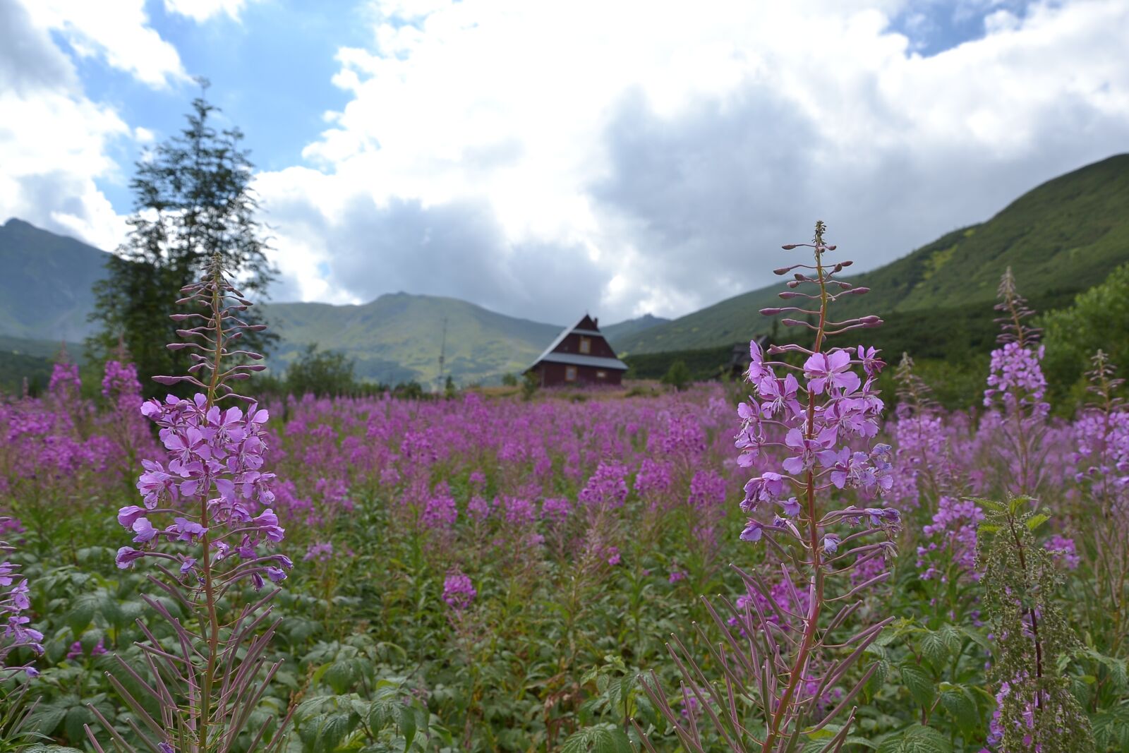 Nikon D3100 sample photo. Buried, mountains, hala g photography