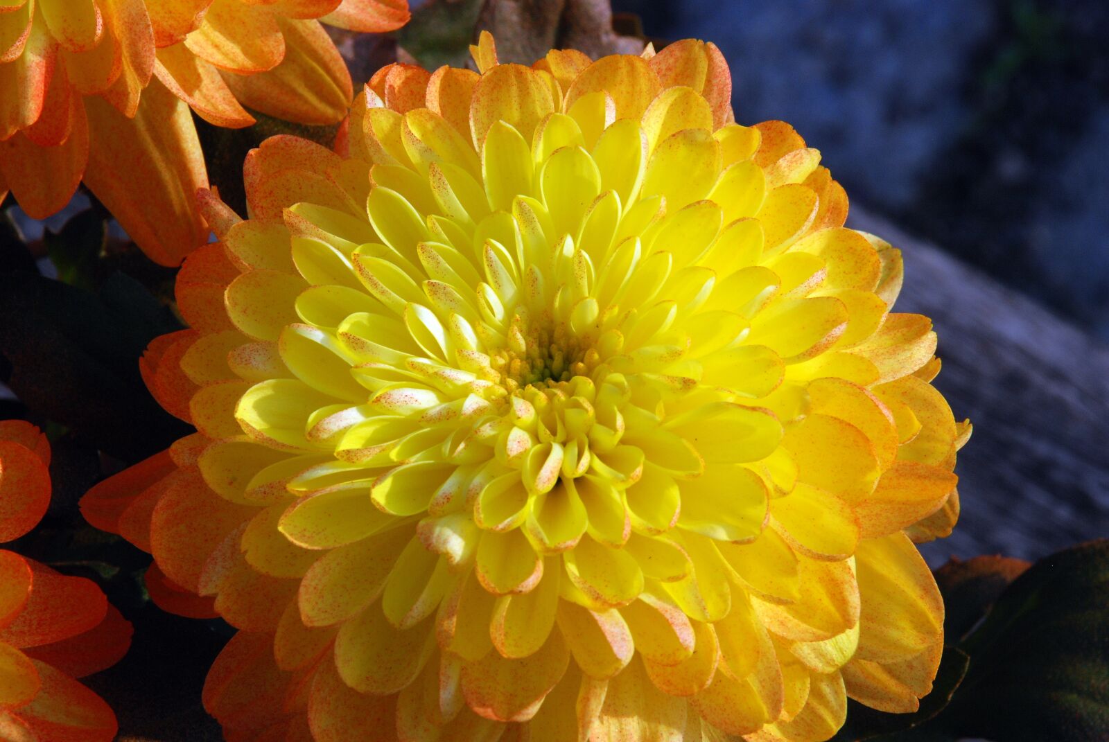 Nikon D80 sample photo. Chrysanthemum, yellow, flowers photography