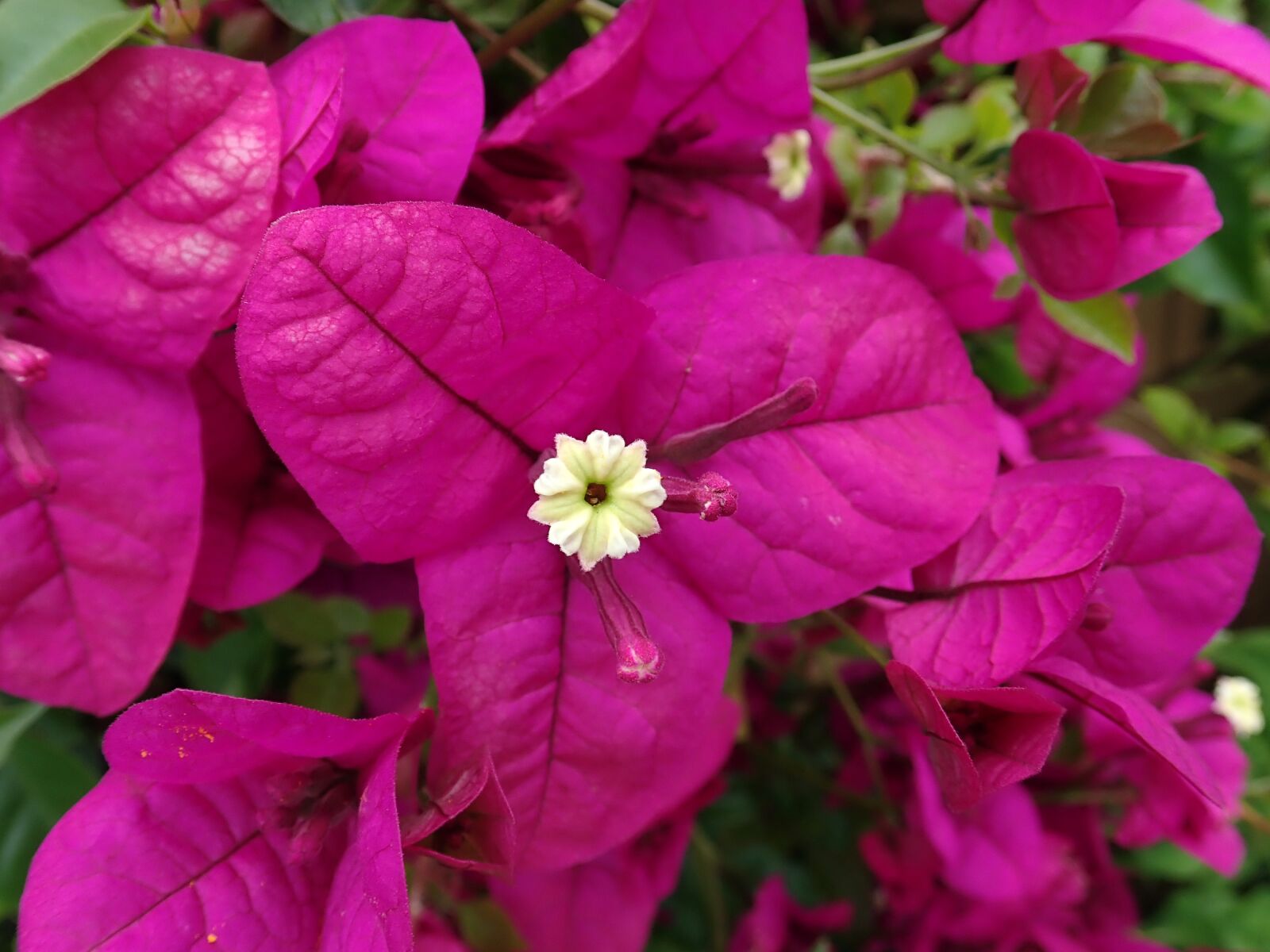 Olympus TG-5 sample photo. Flower, tropical, bougainvillea photography