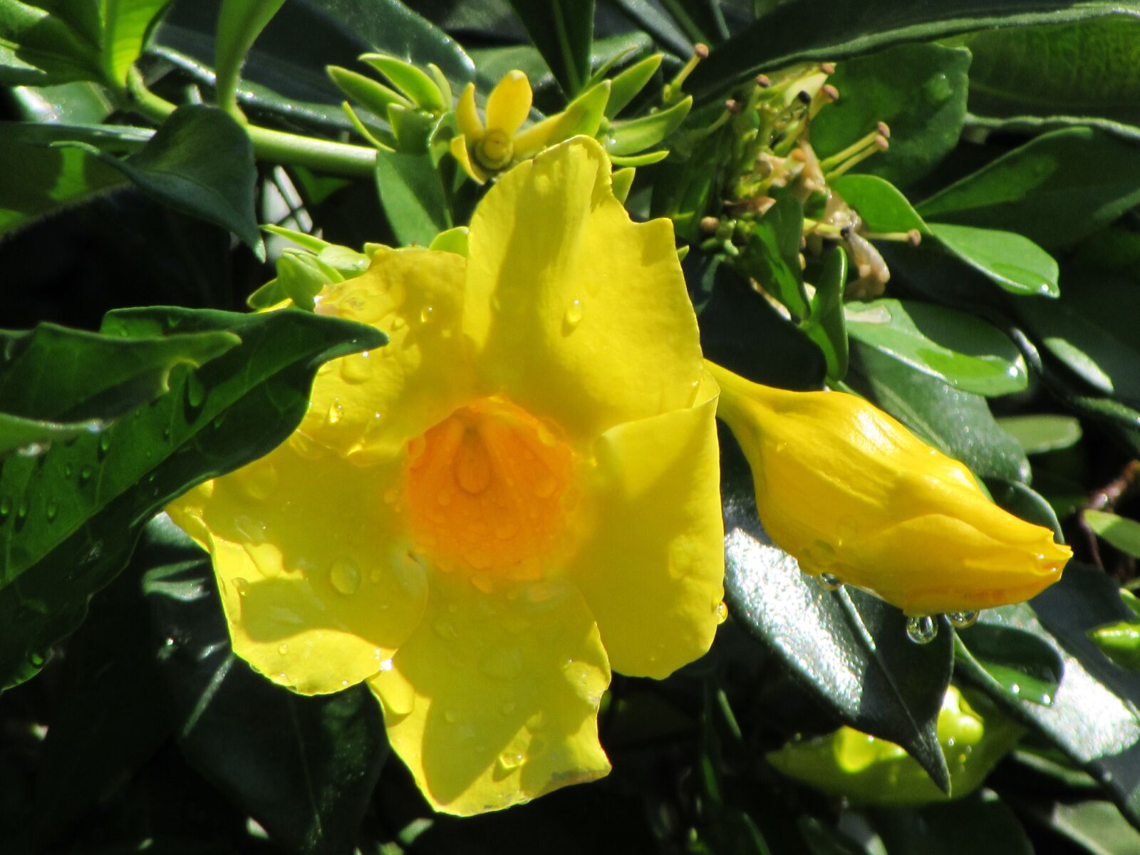 Canon PowerShot SX510 HS sample photo. Yellow, flower, sunlight photography