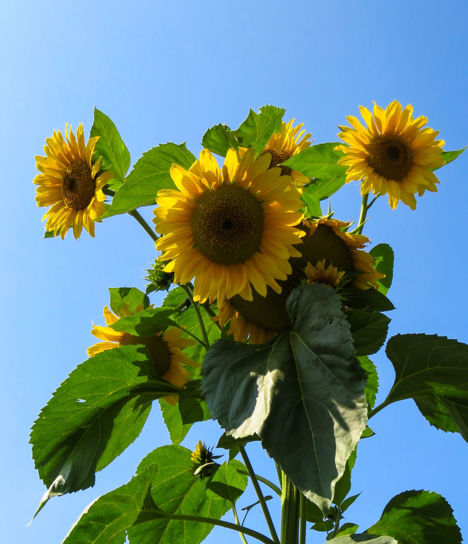 Canon PowerShot SX710 HS sample photo. Sunflower, summer, yellow photography