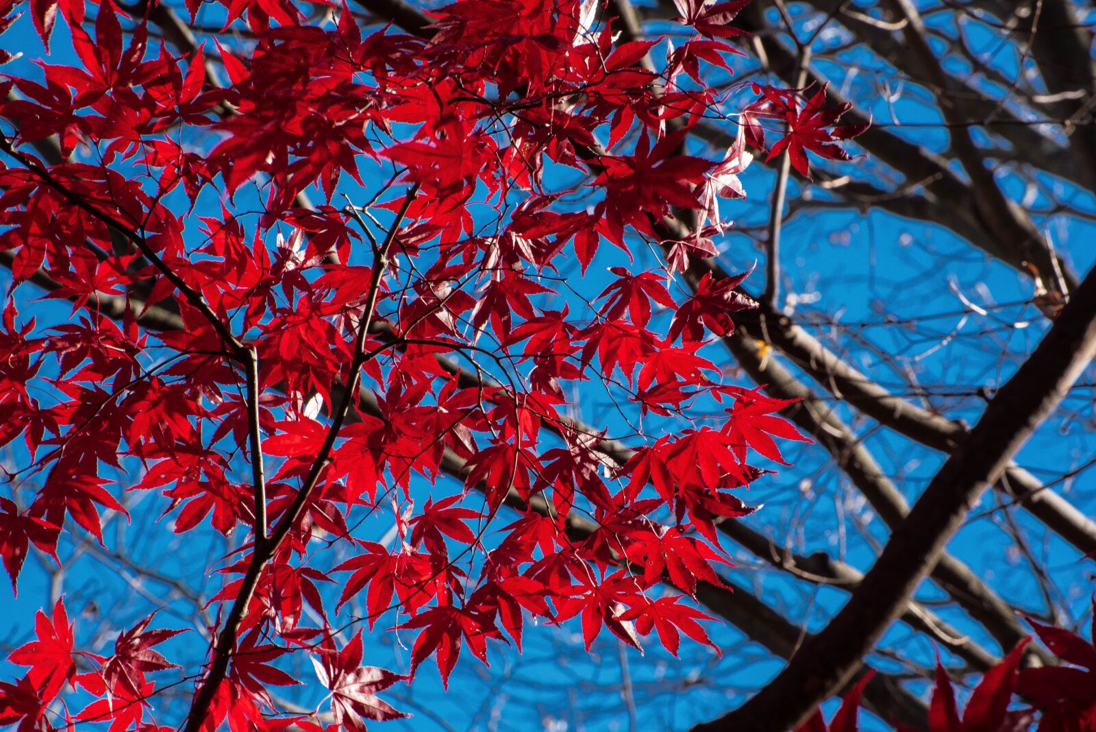 Nikon D750 sample photo. Leaf, tree, season photography