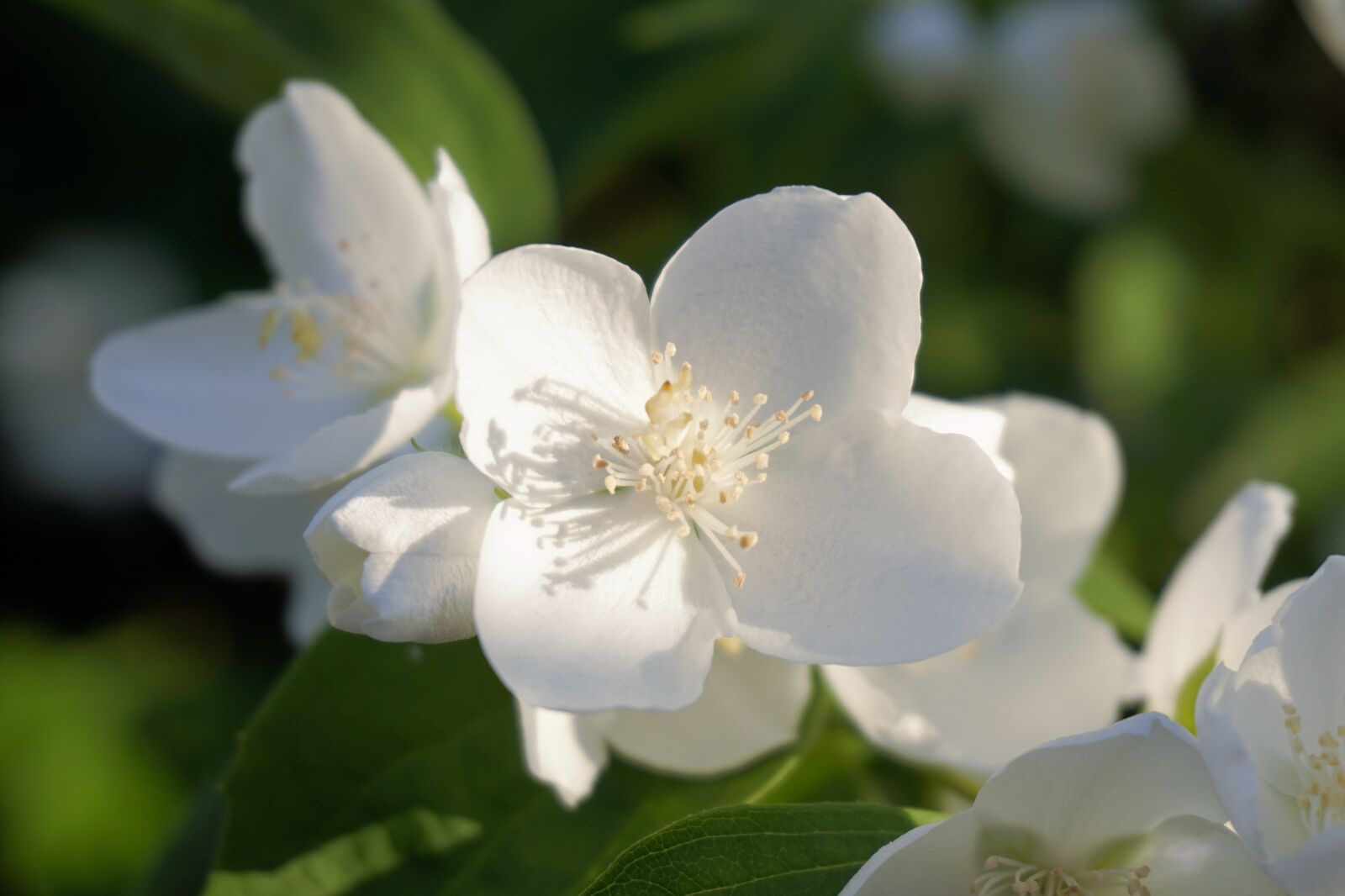 Sony a6000 sample photo. Flower, blossom, bloom photography