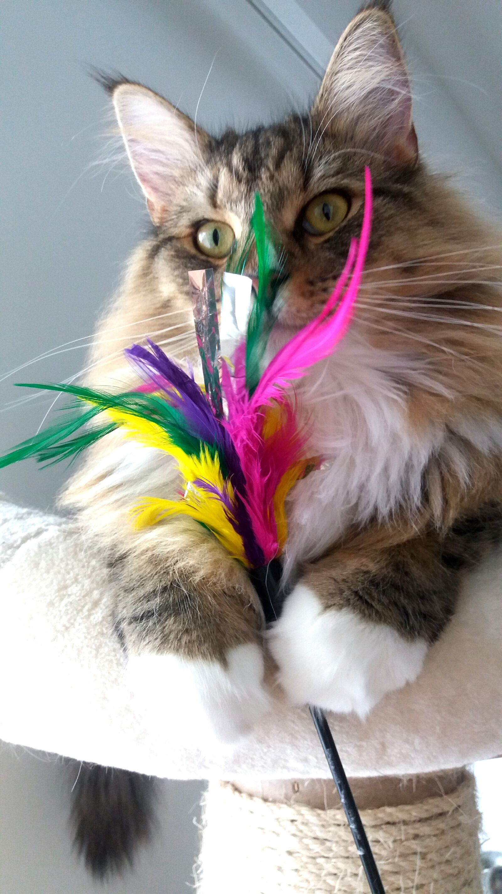 Samsung Galaxy J5 sample photo. Cat, whisk photography