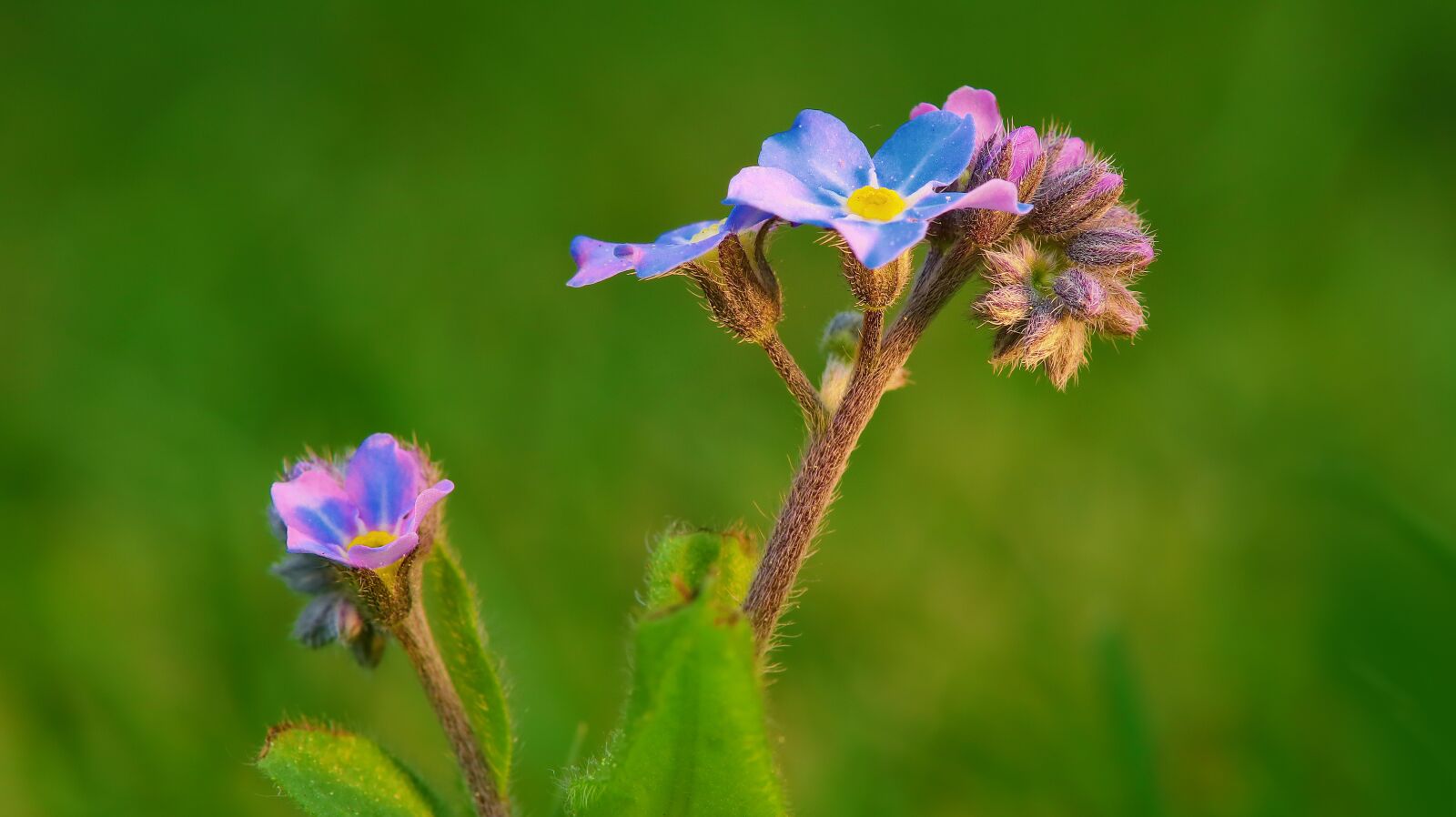 Canon EOS M50 (EOS Kiss M) sample photo. Forget me not, spring photography