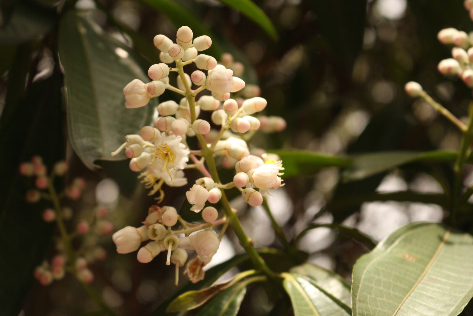 Canon EOS 700D (EOS Rebel T5i / EOS Kiss X7i) sample photo. Flowers, natural, flower photography